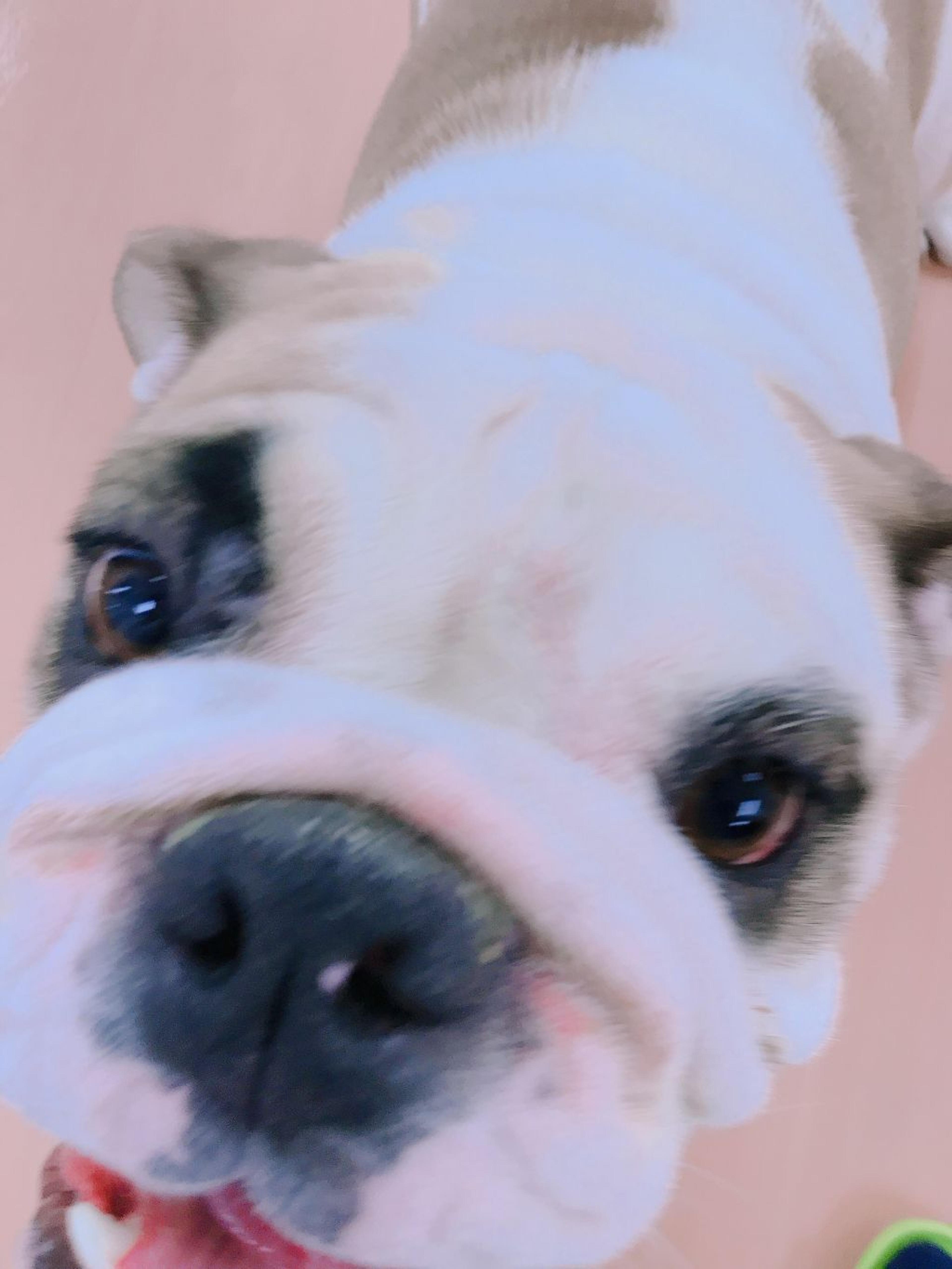 pet-image-3