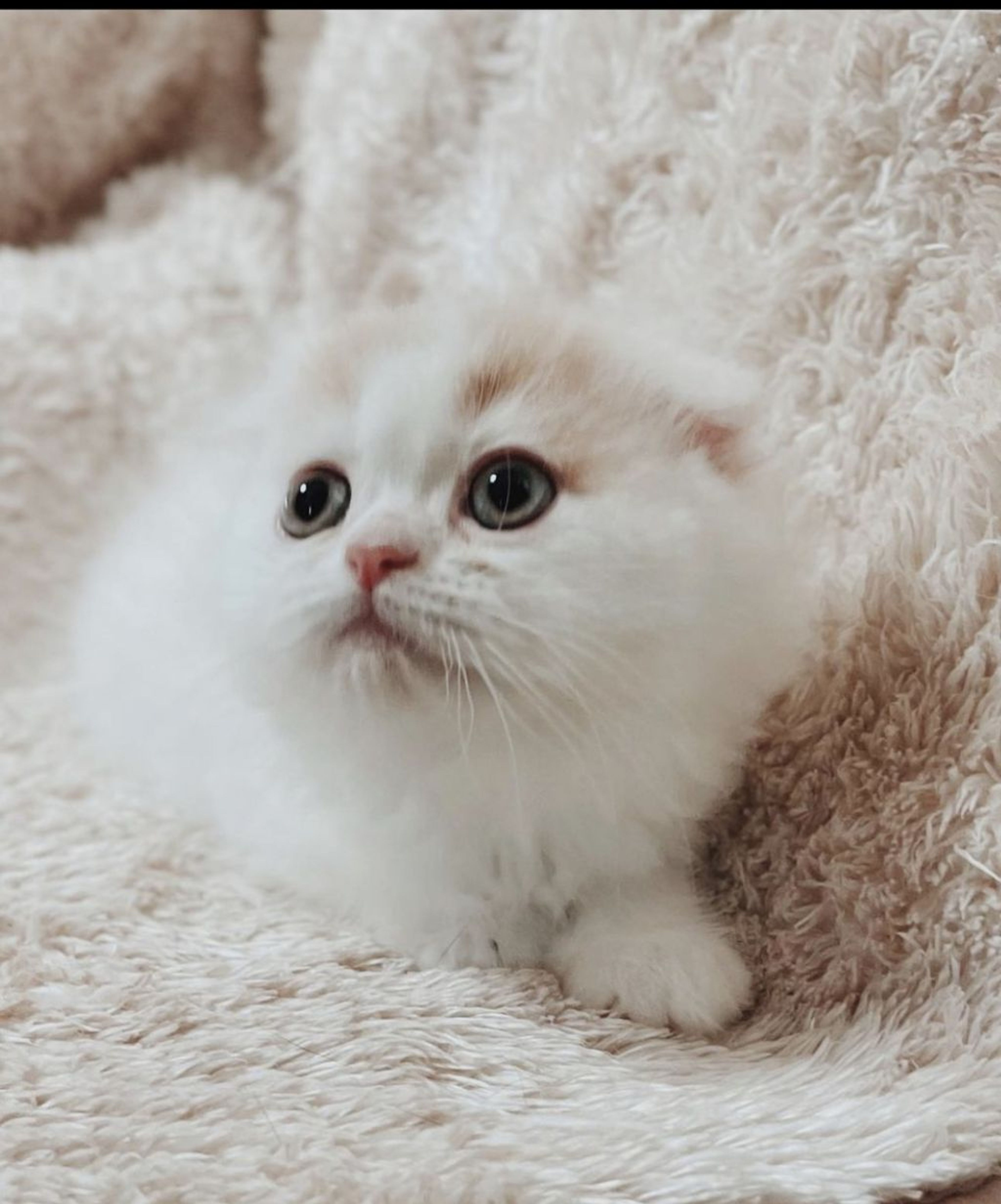 雑種（ミックス猫）・メスの里親募集の写真