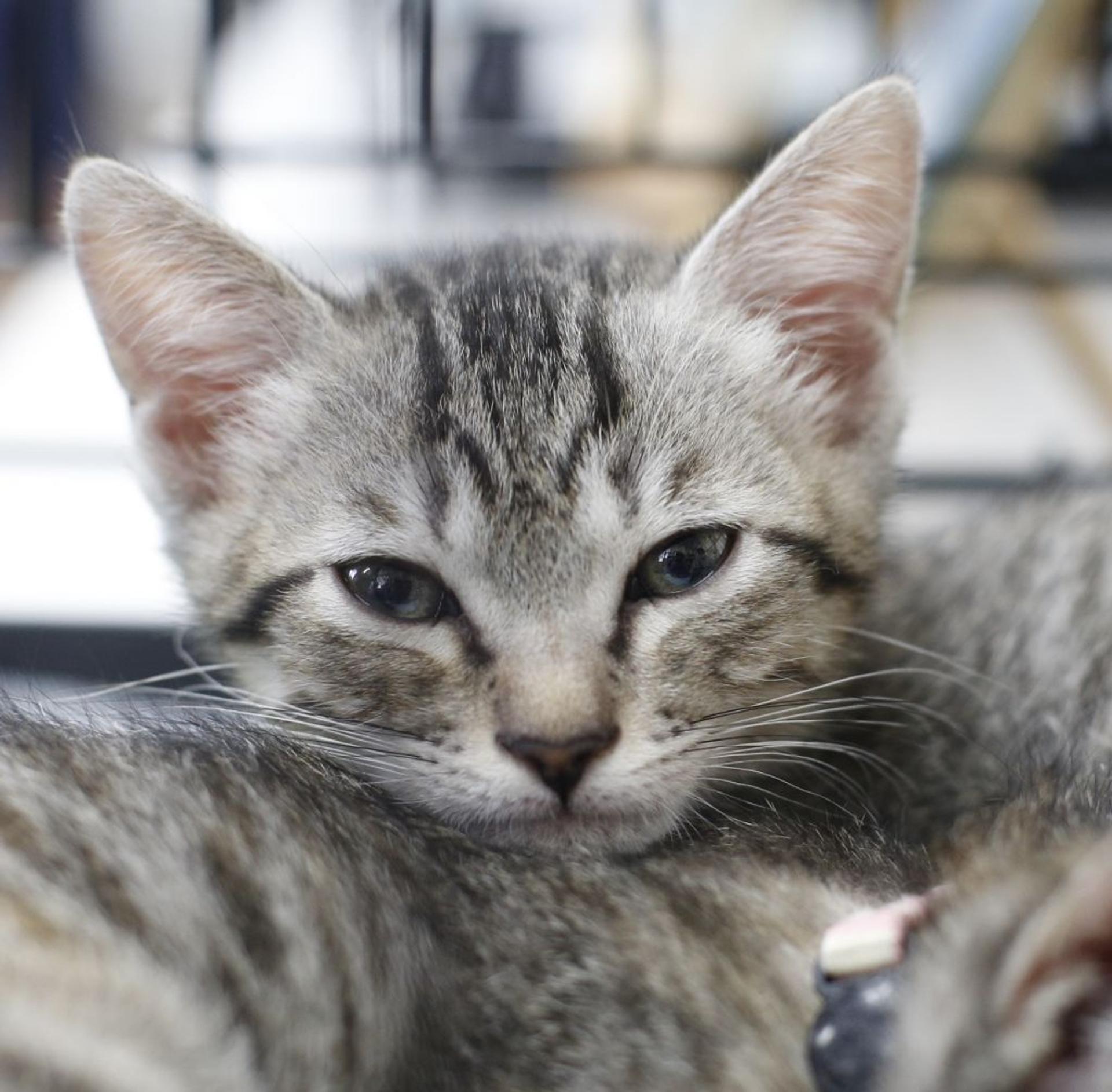 pet-image-4
