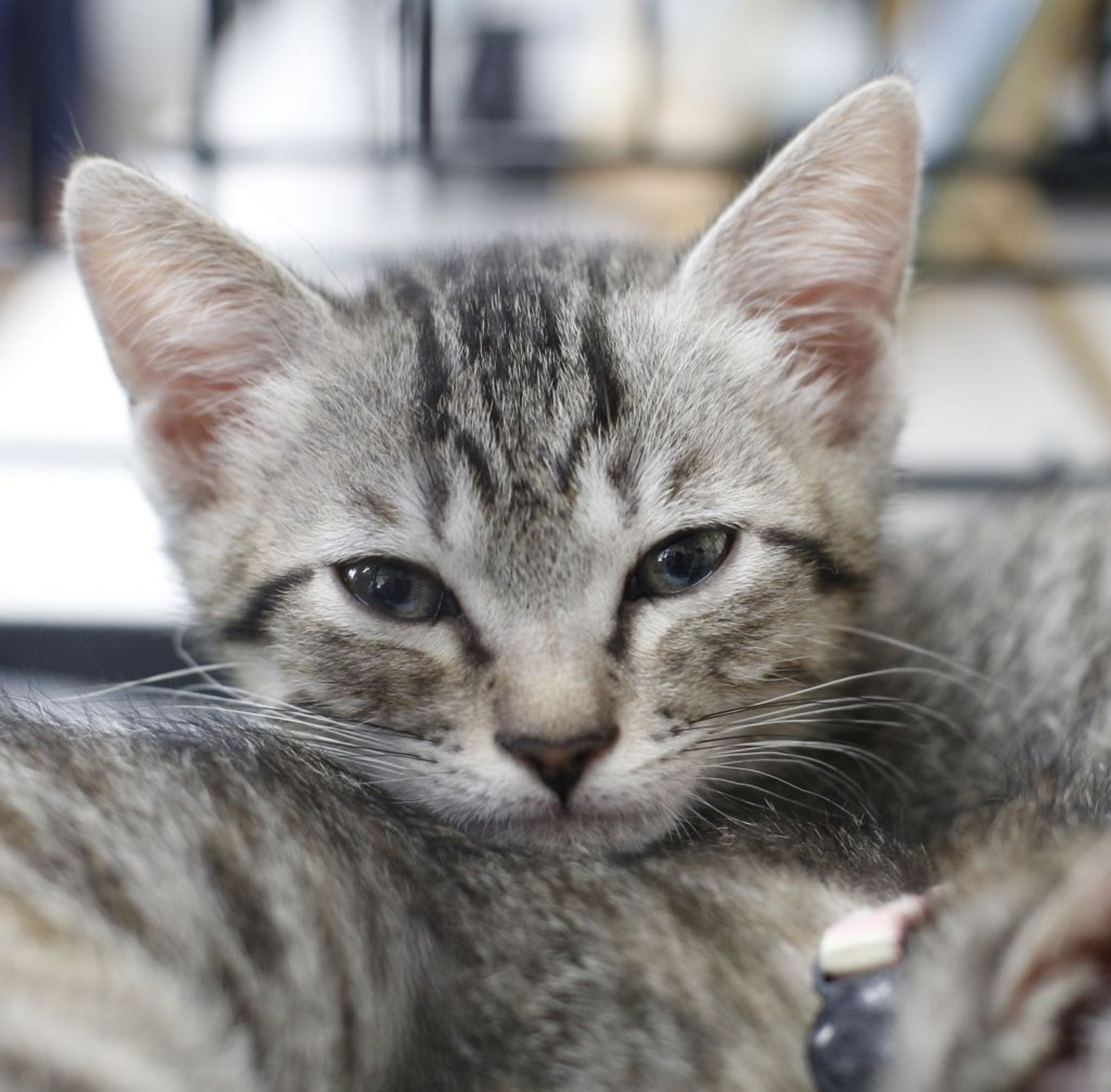 pet-image-4
