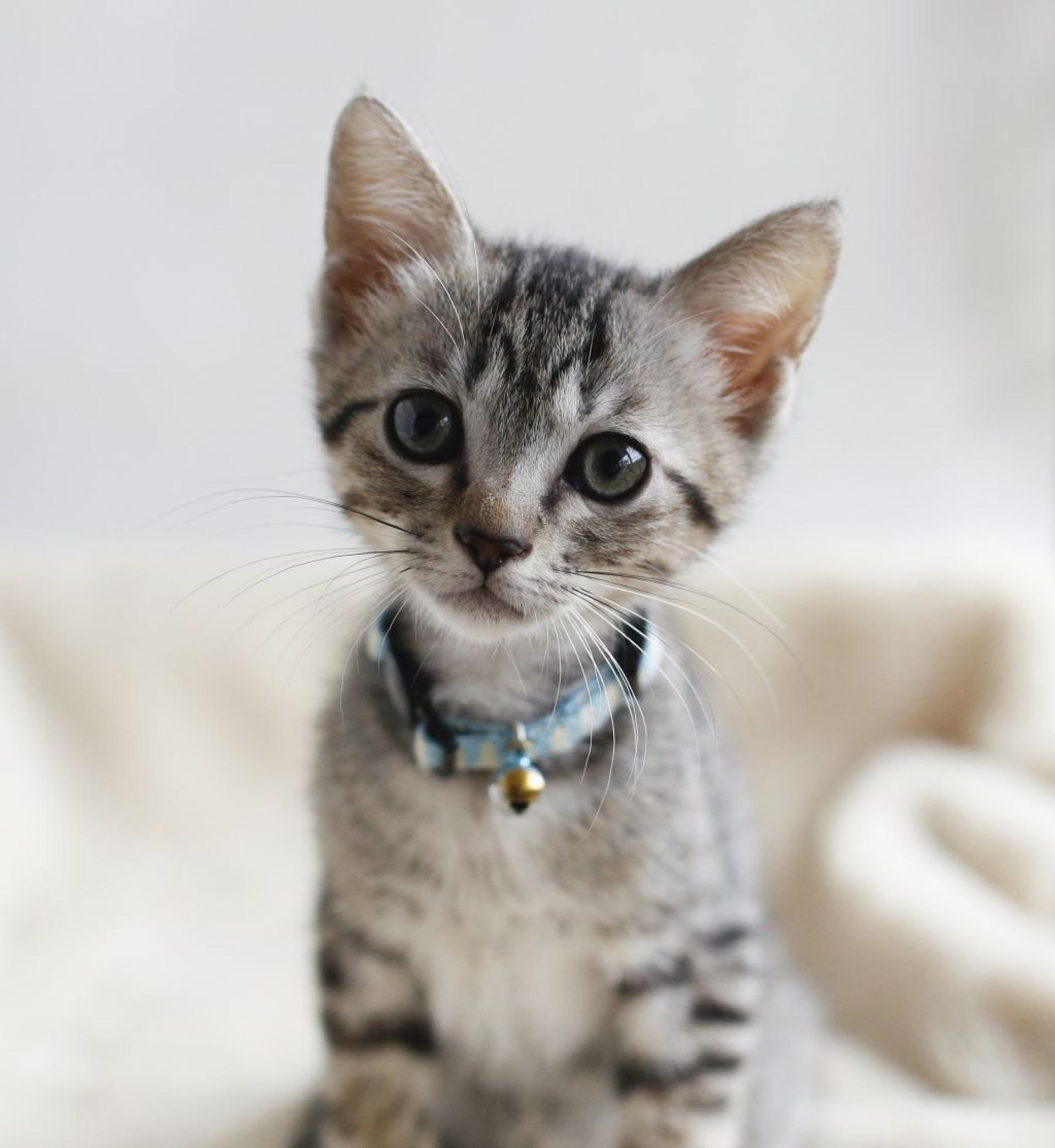 pet-image-5