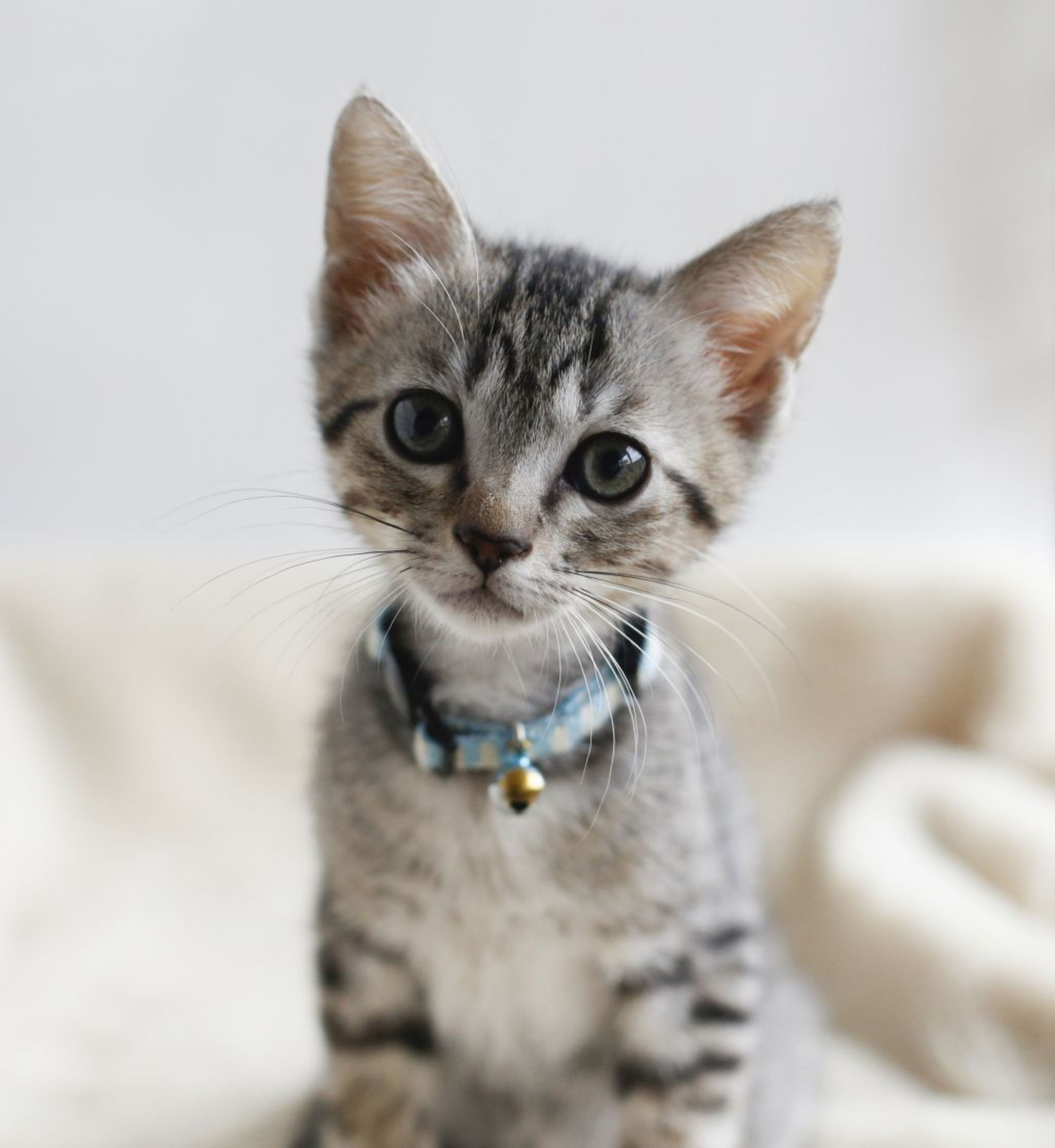 pet-image-5