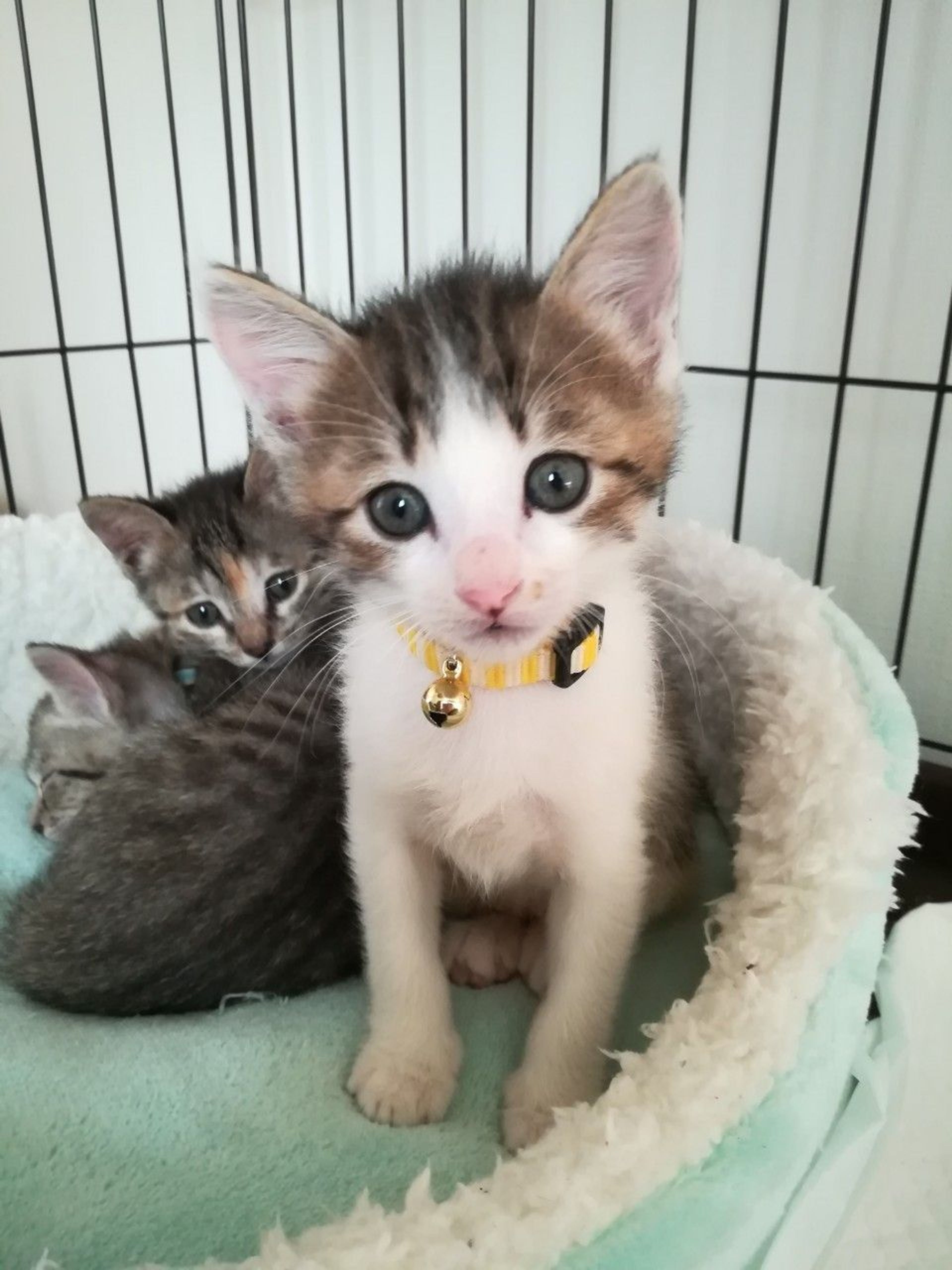 雑種（ミックス猫）・オスの里親募集の写真