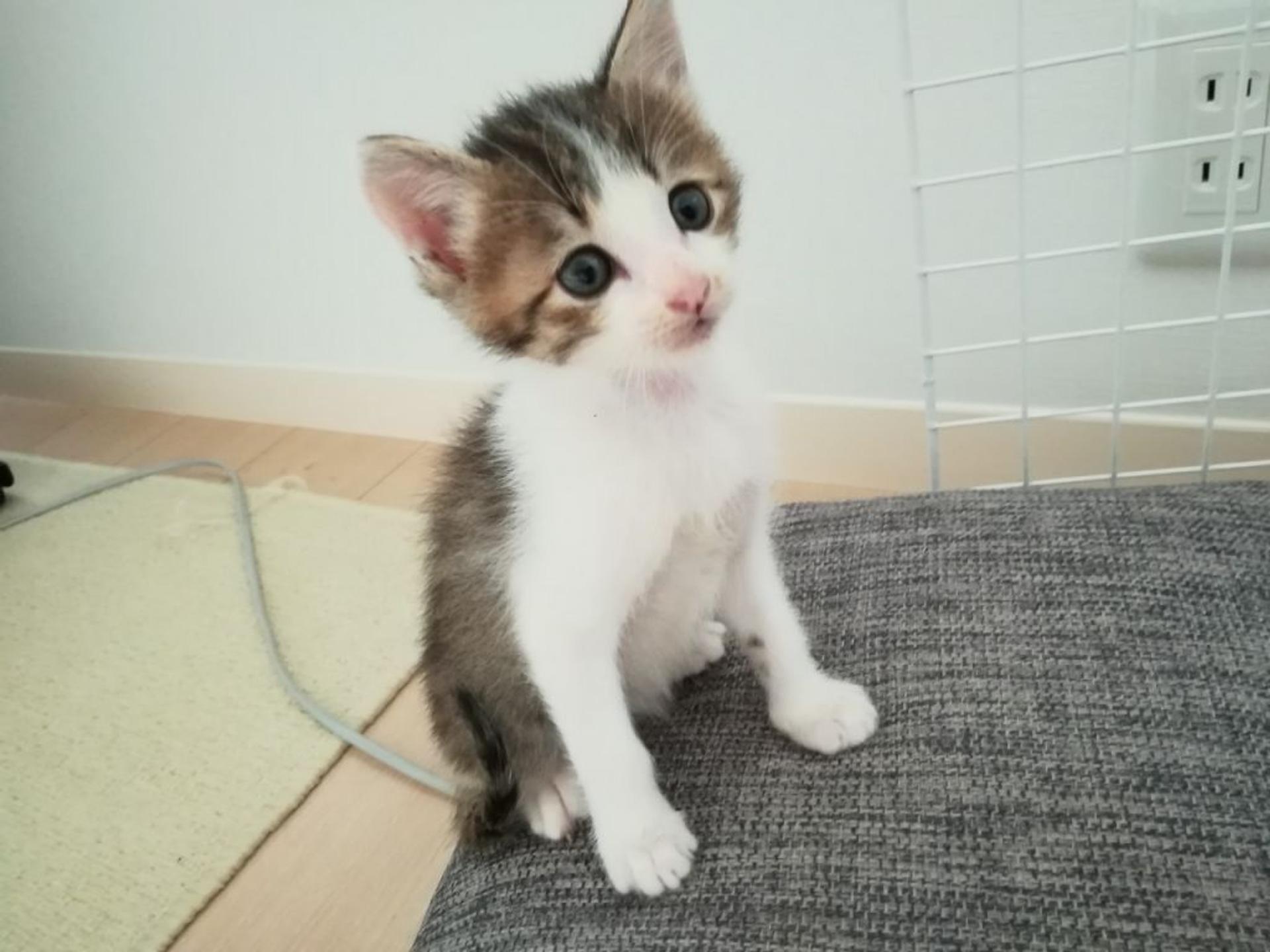 pet-image-2