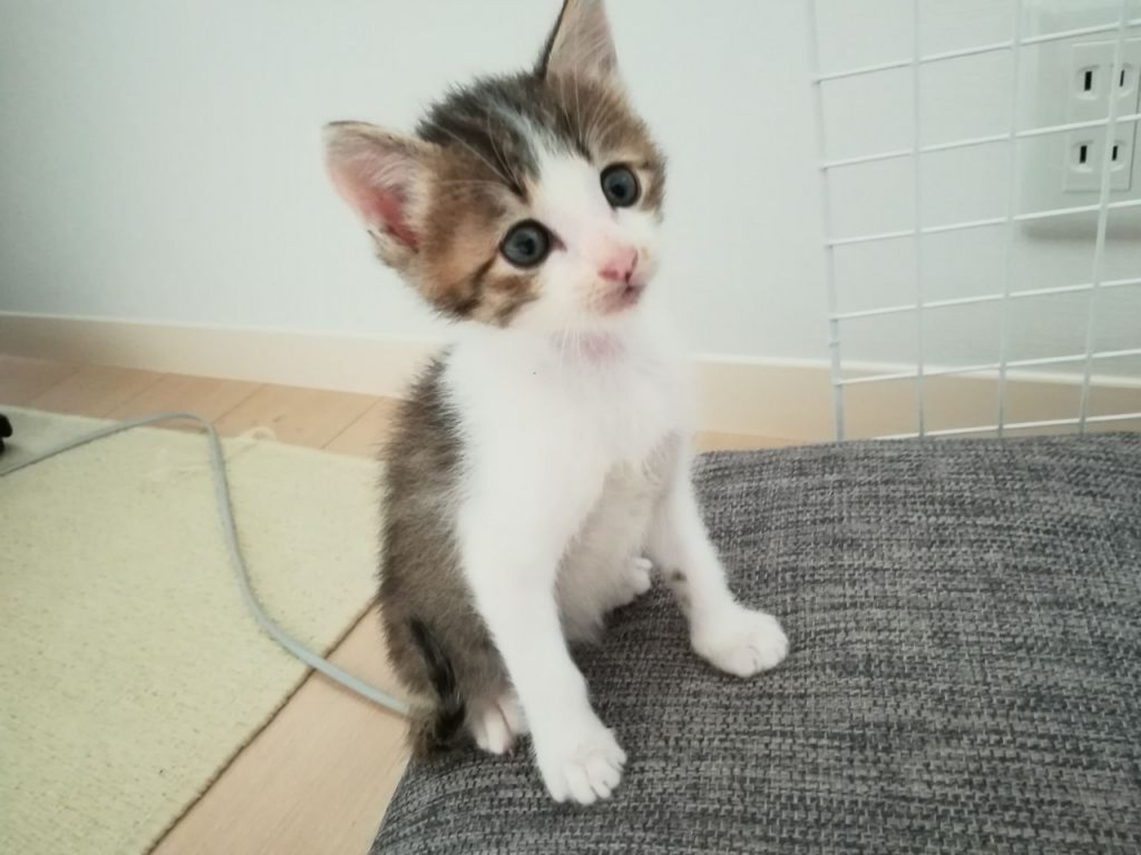 pet-image-2