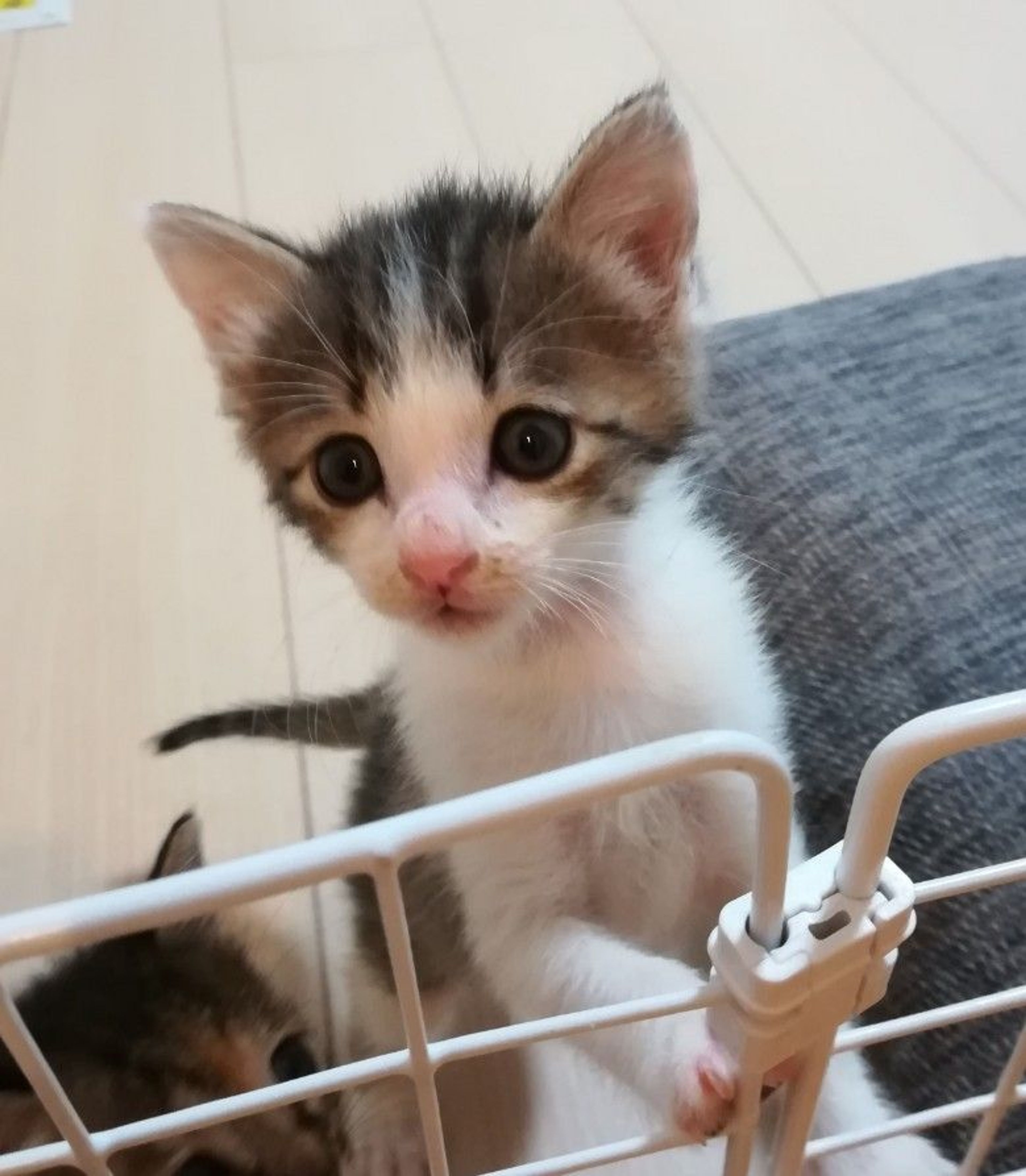 pet-image-6