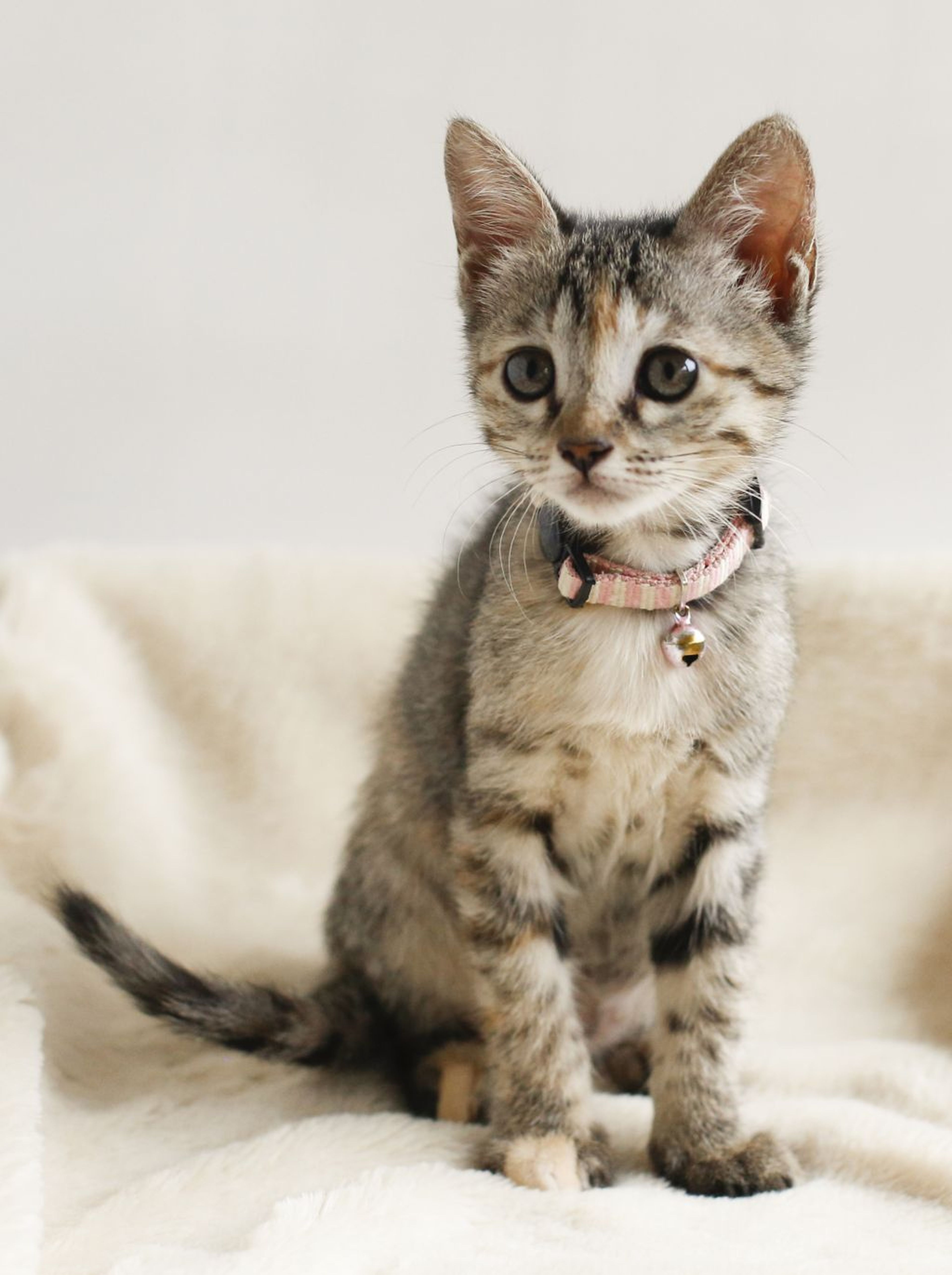 pet-image-4