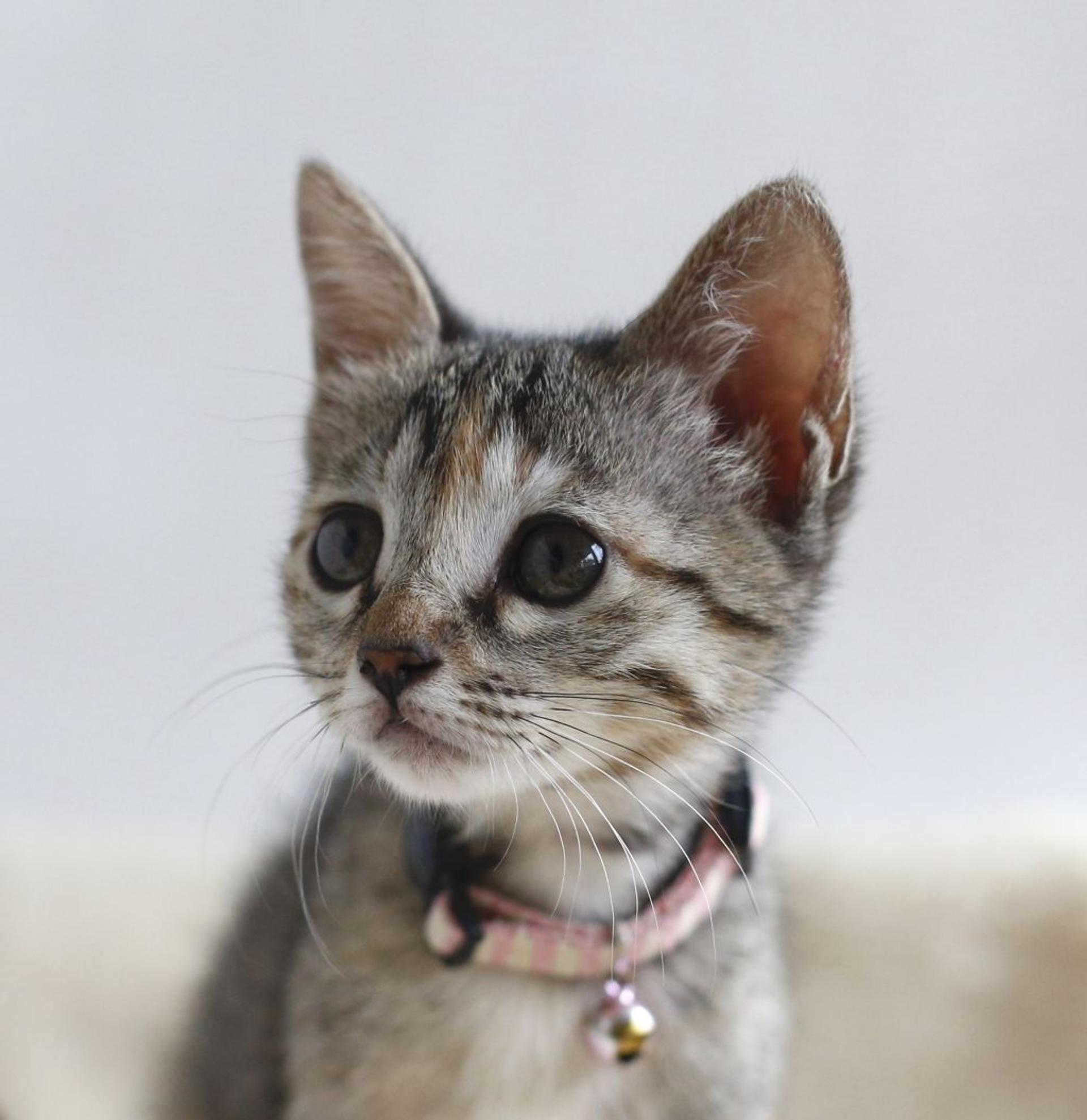 pet-image-5
