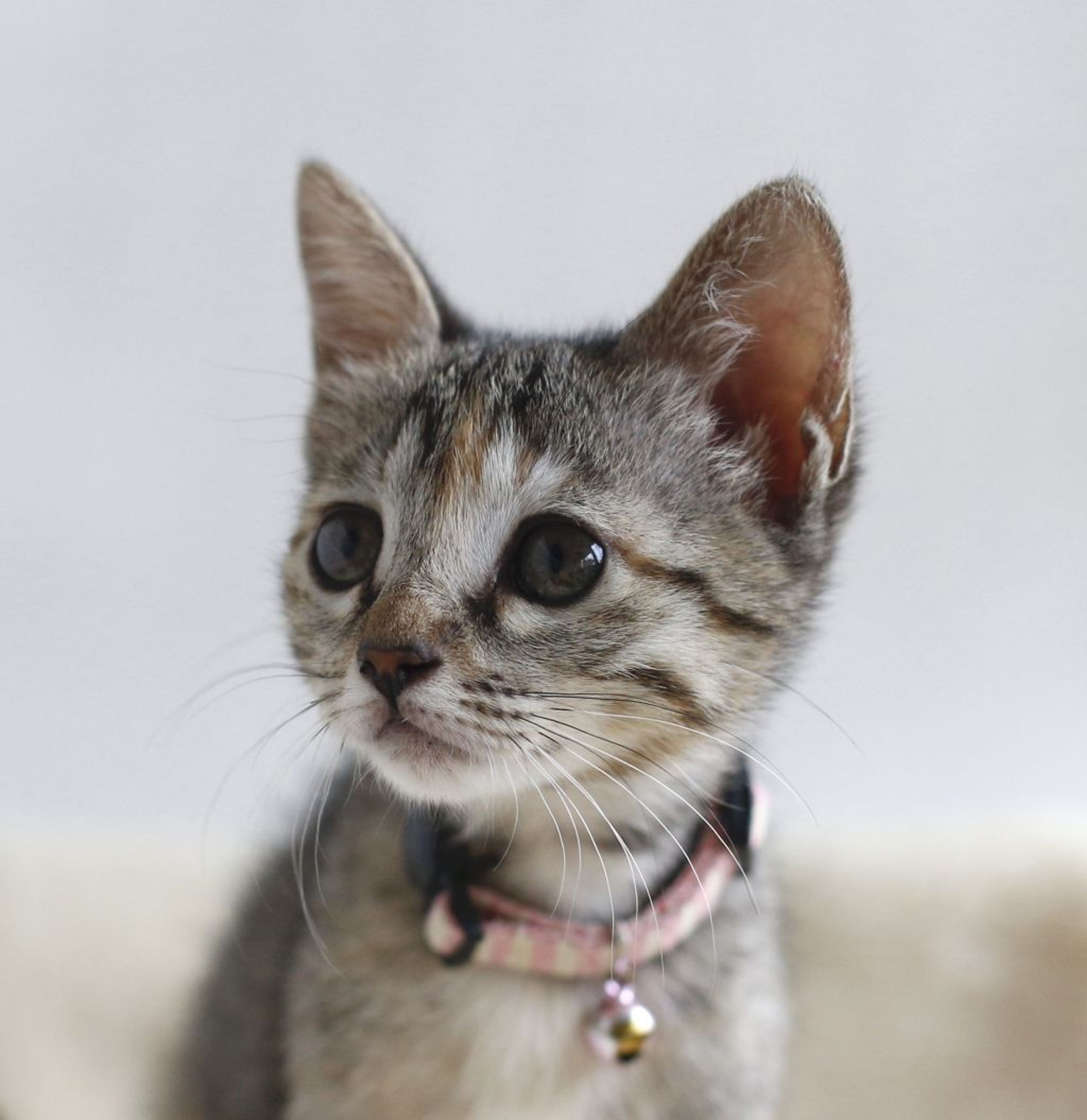 pet-image-5