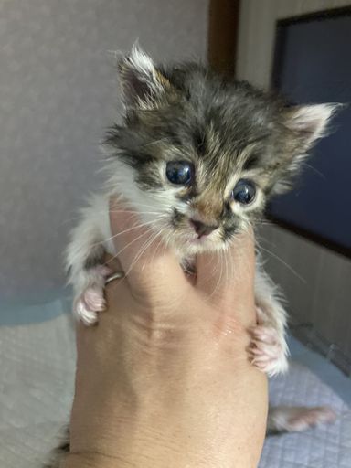 ひこぼしくんの写真
