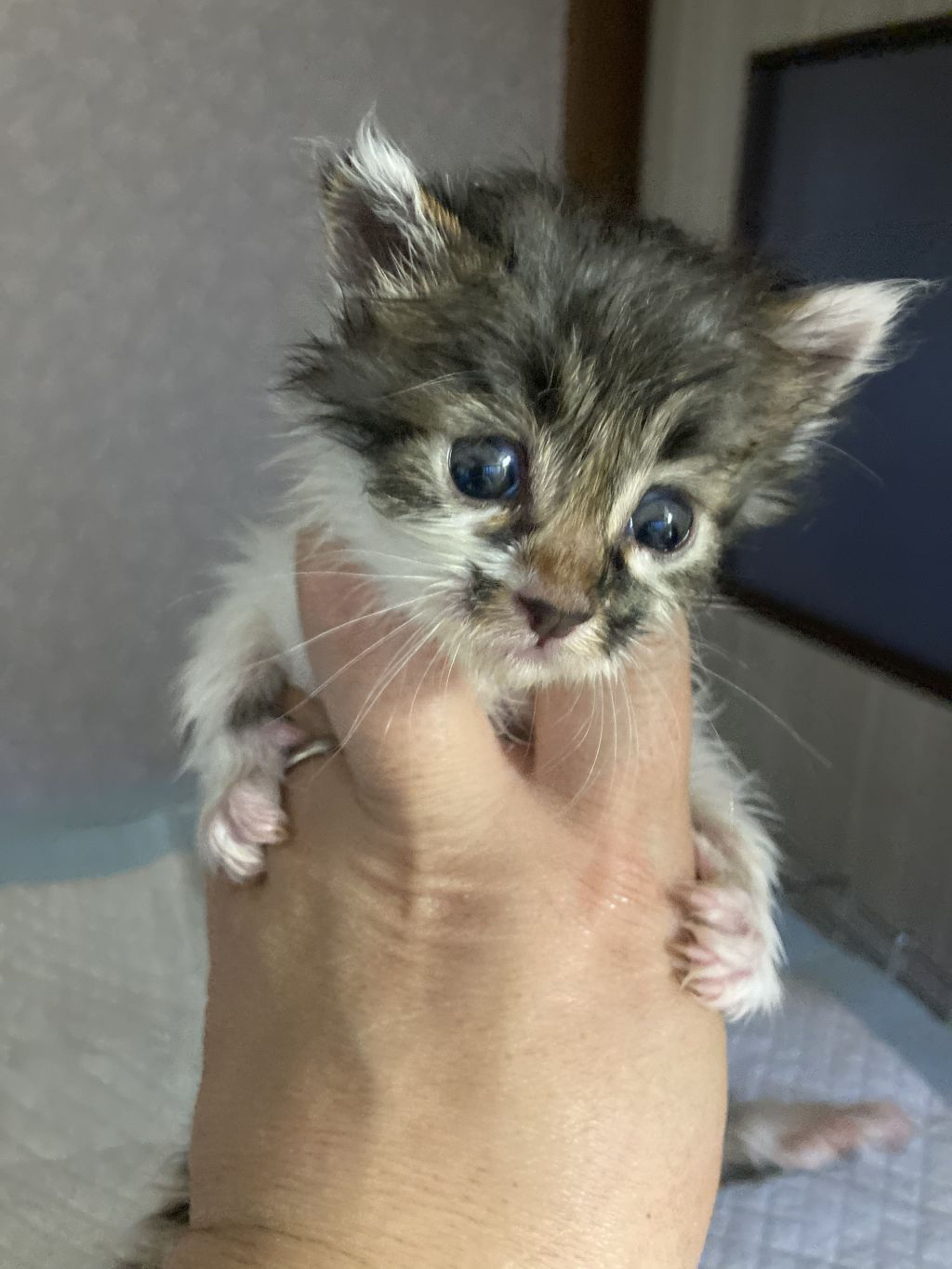 雑種（ミックス猫）・オスの里親募集の写真