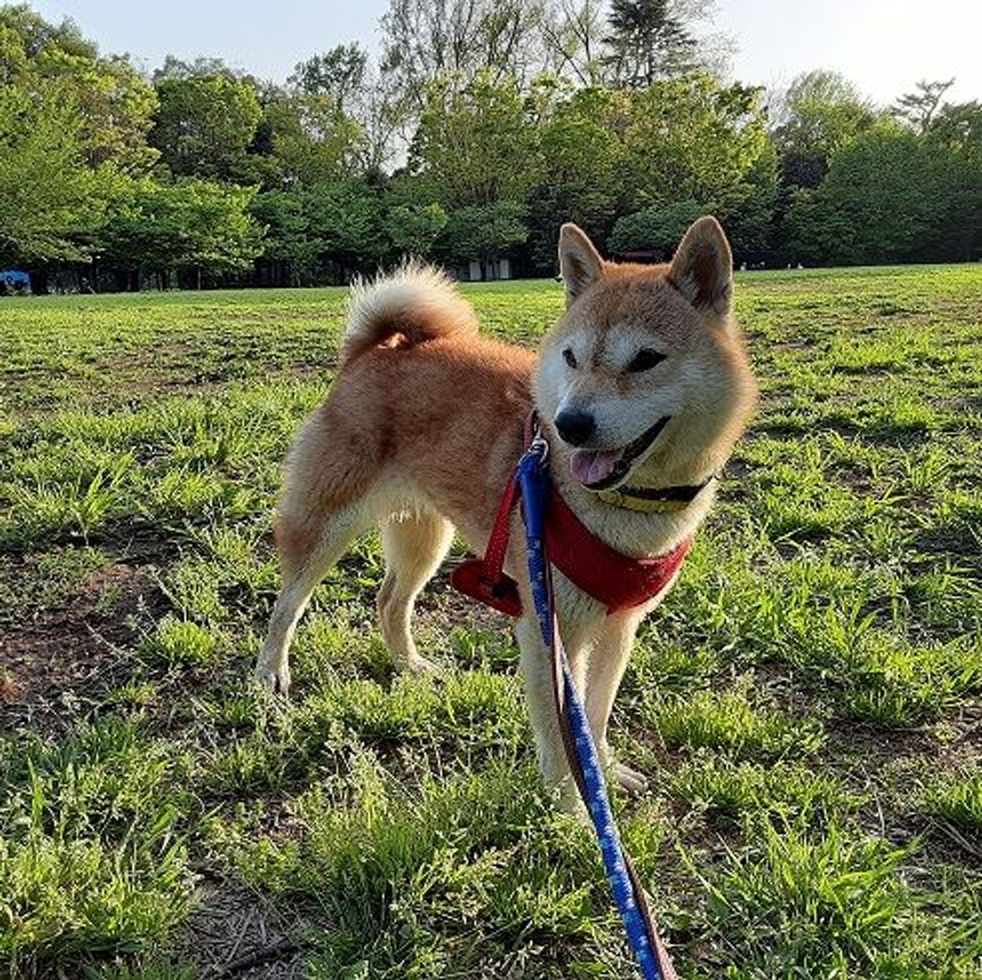 柴犬・メスの里親募集の写真