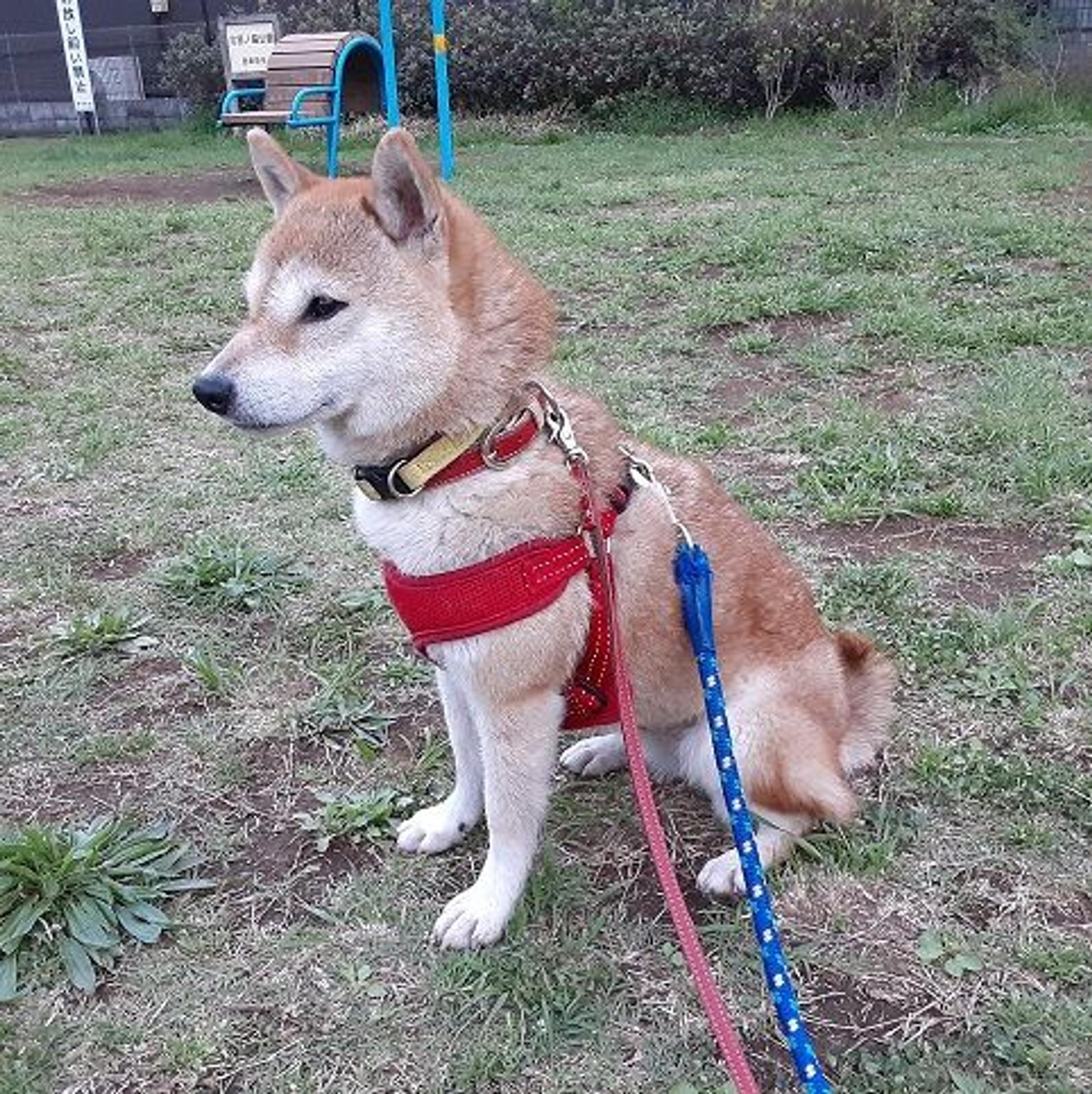 pet-image-3