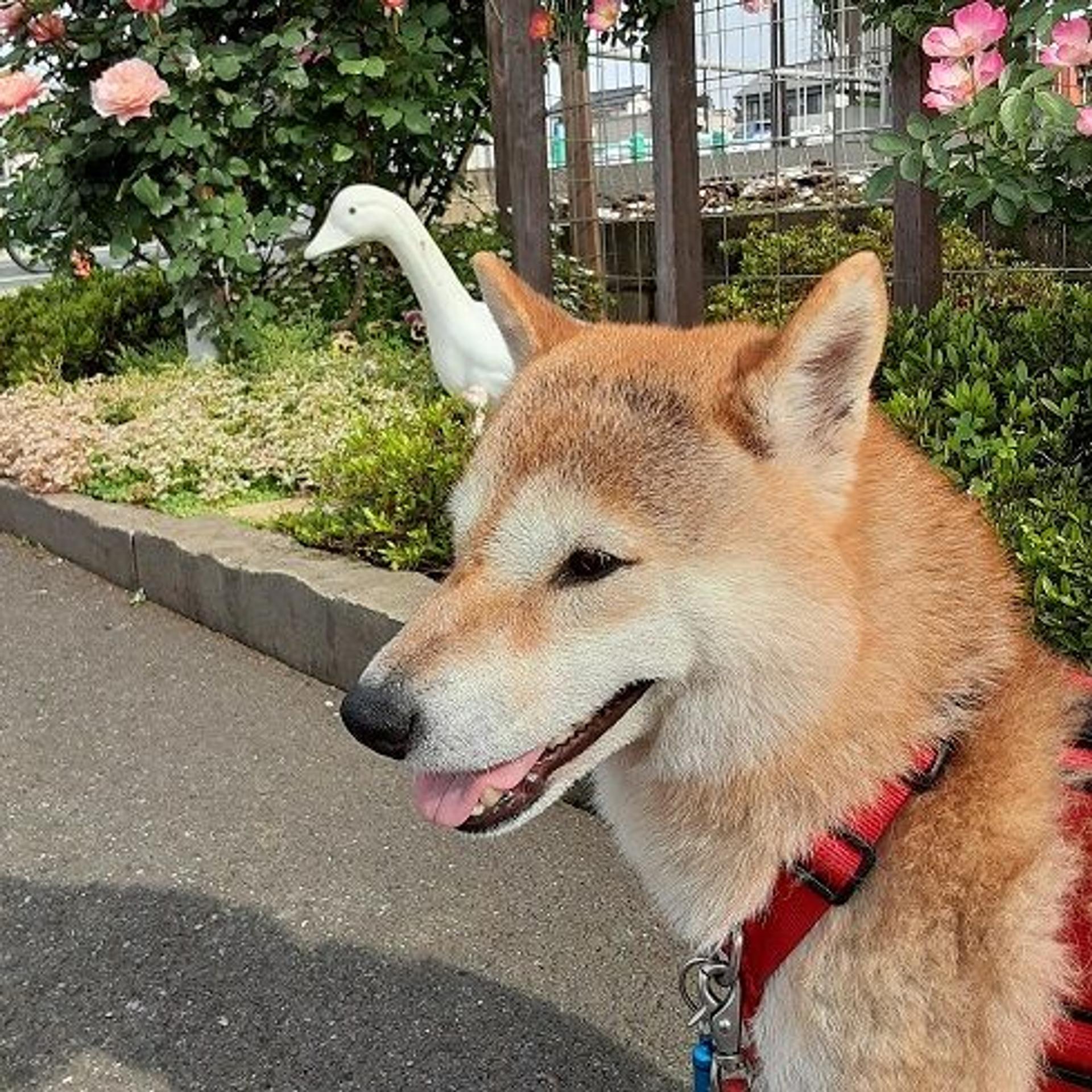 pet-image-4