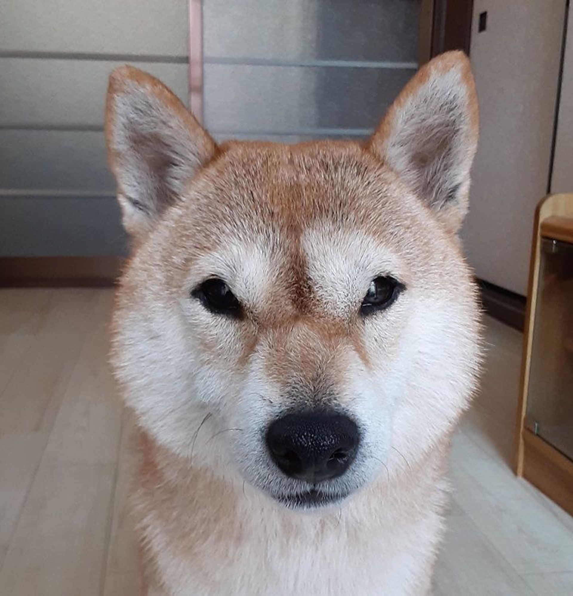柴犬・メスの里親募集の写真