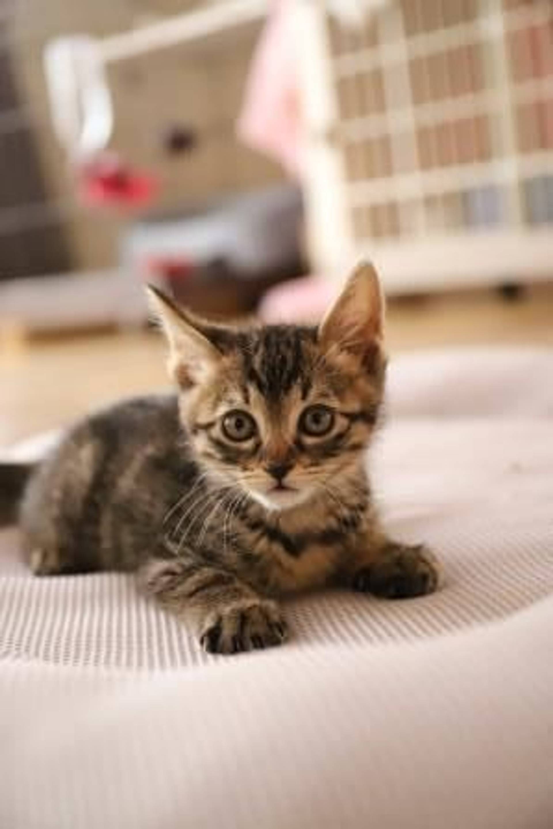 雑種（ミックス猫）・オスの里親募集の写真