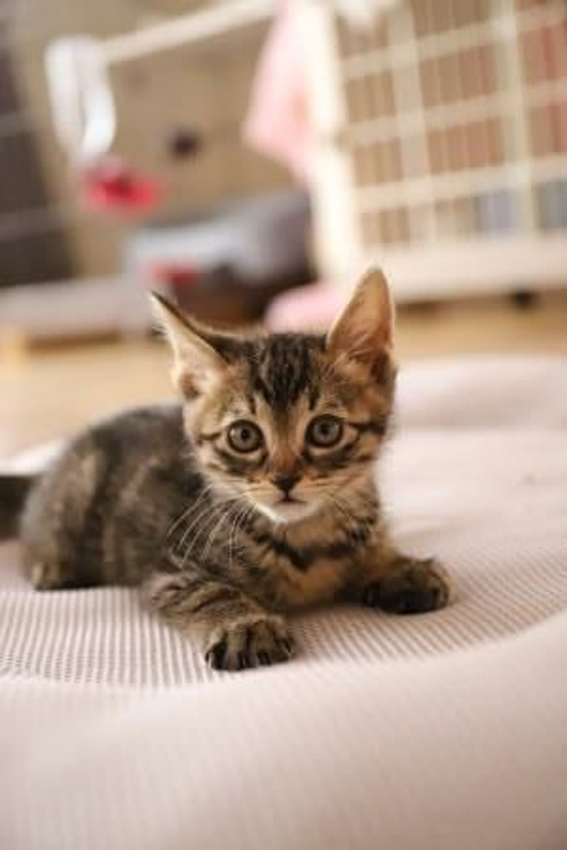 雑種（ミックス猫）・オスの里親募集の写真