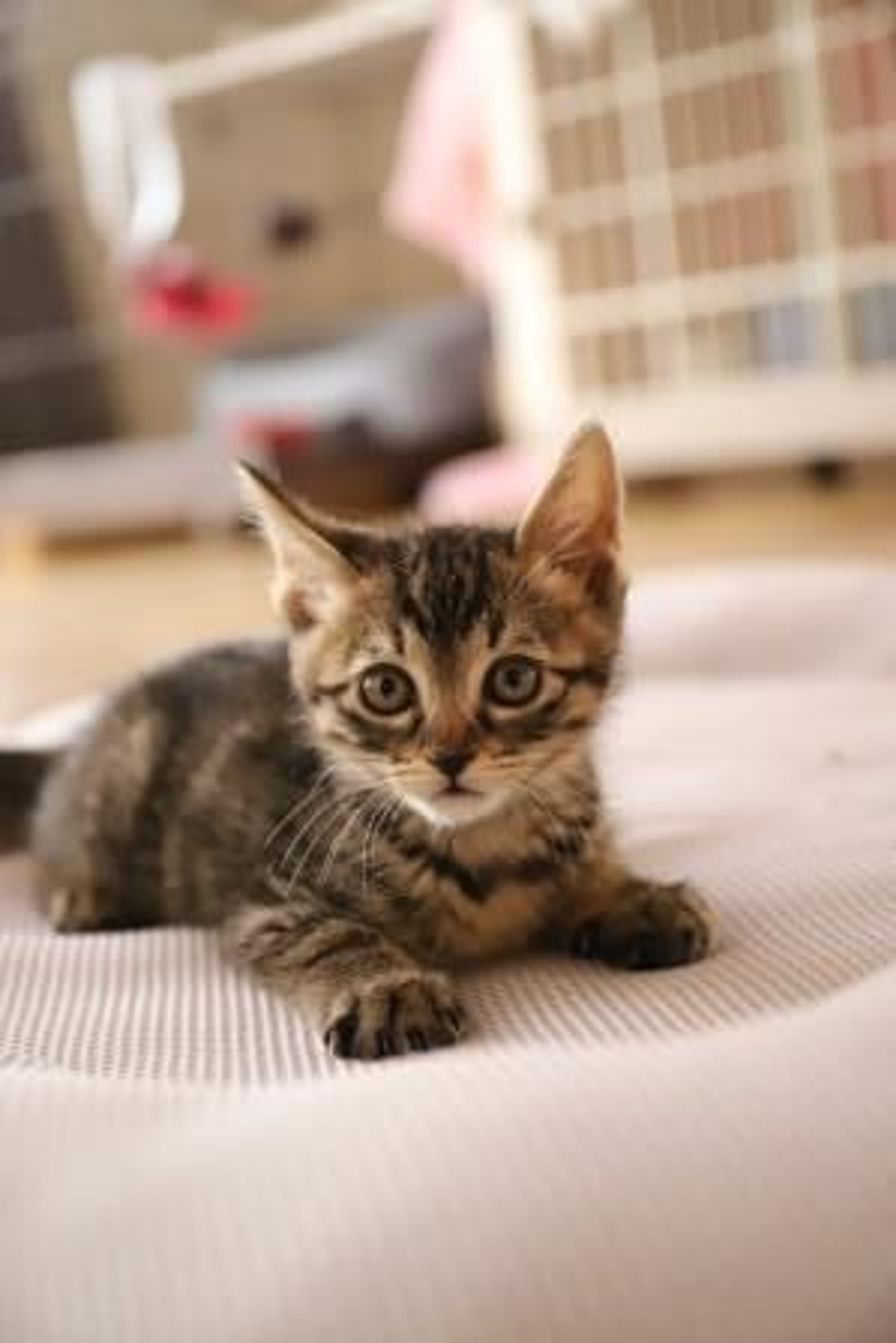 雑種（ミックス猫）・オスの里親募集の写真