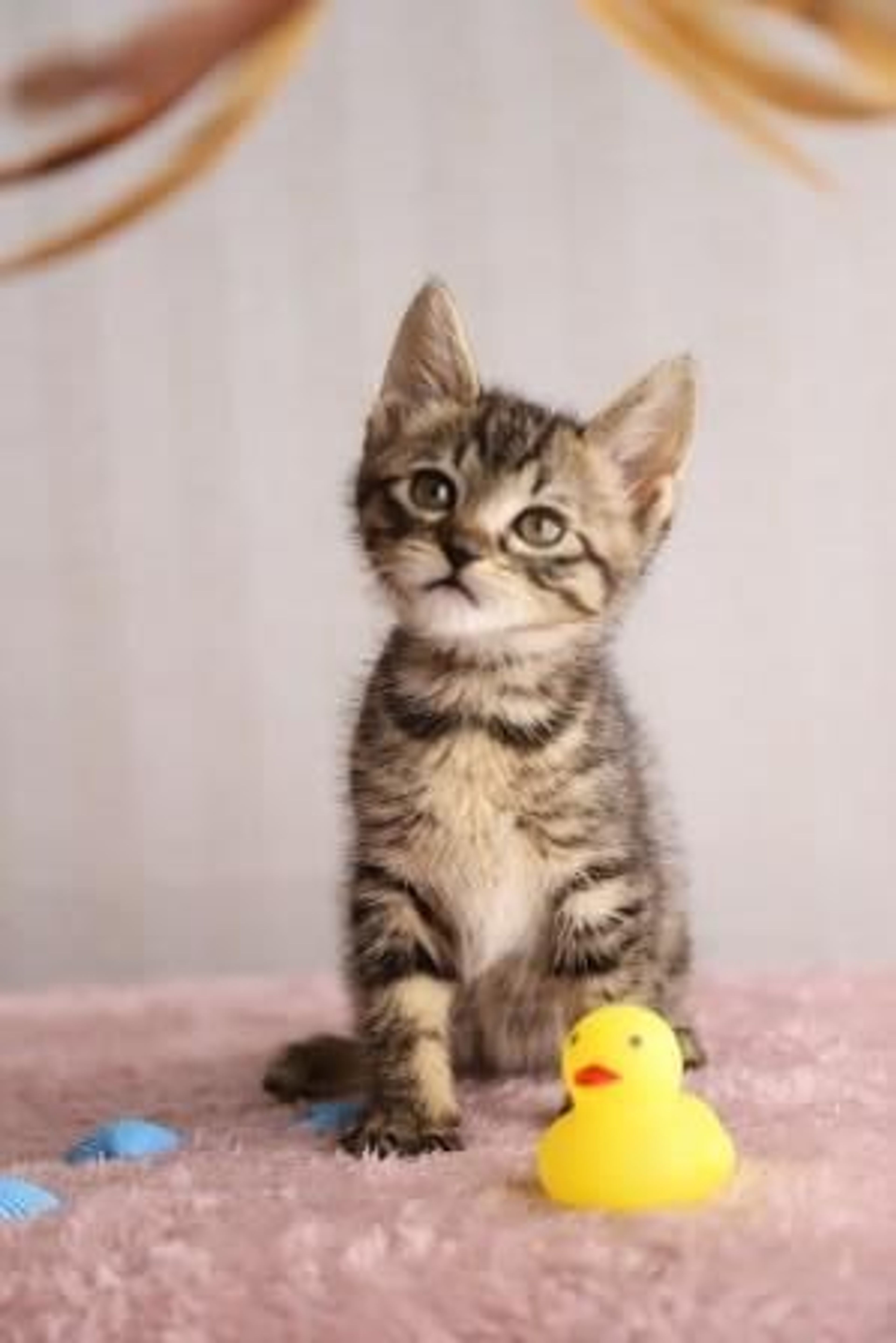 pet-image-4