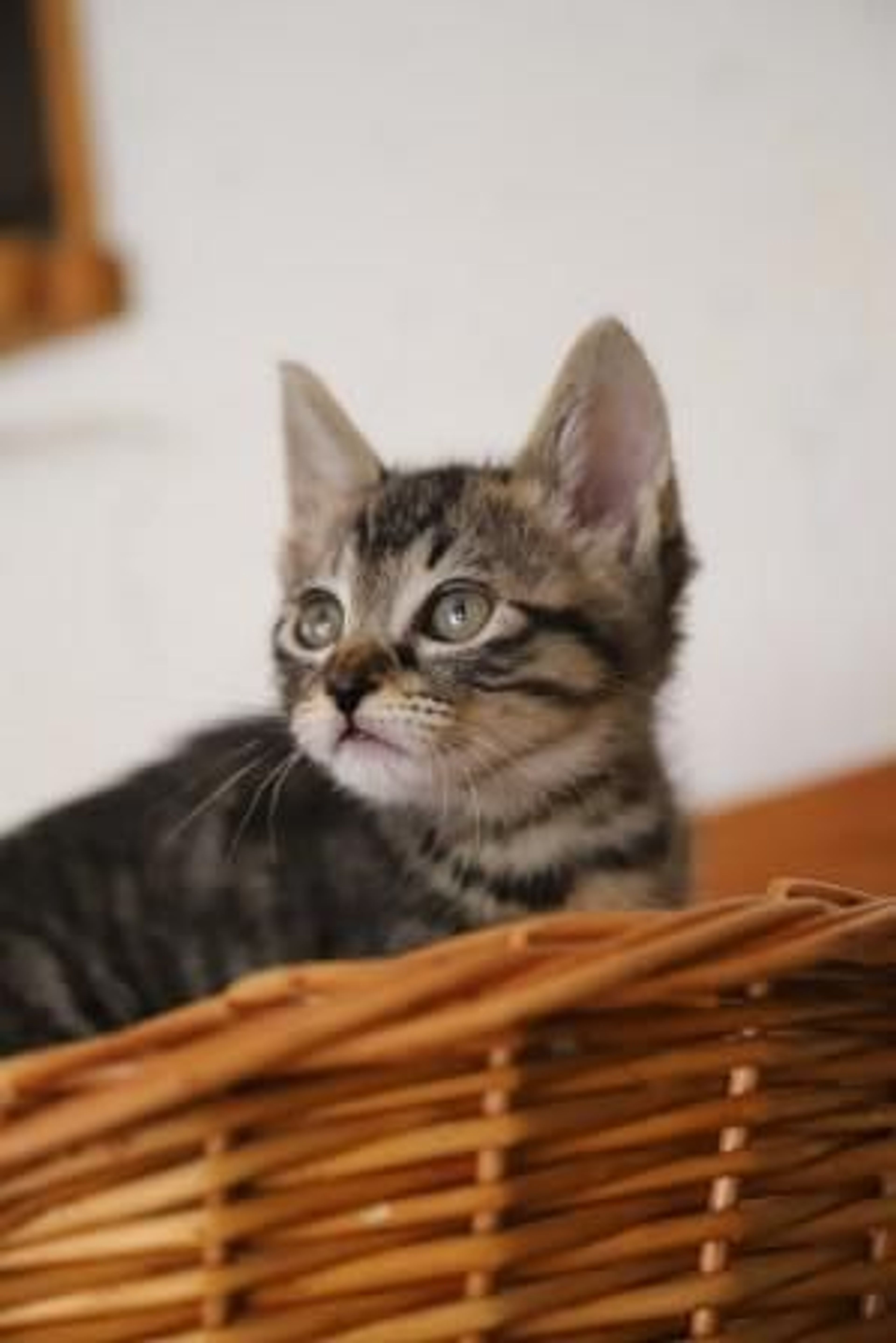 pet-image-5