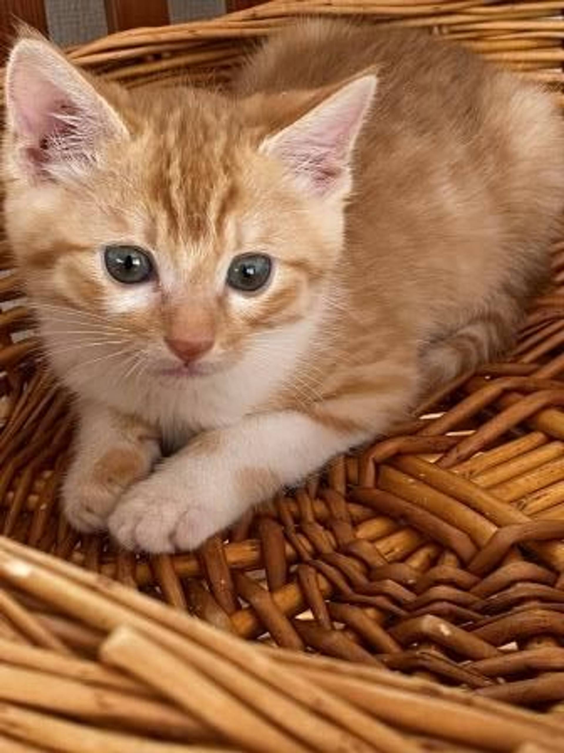 雑種（ミックス猫）・メスの里親募集の写真