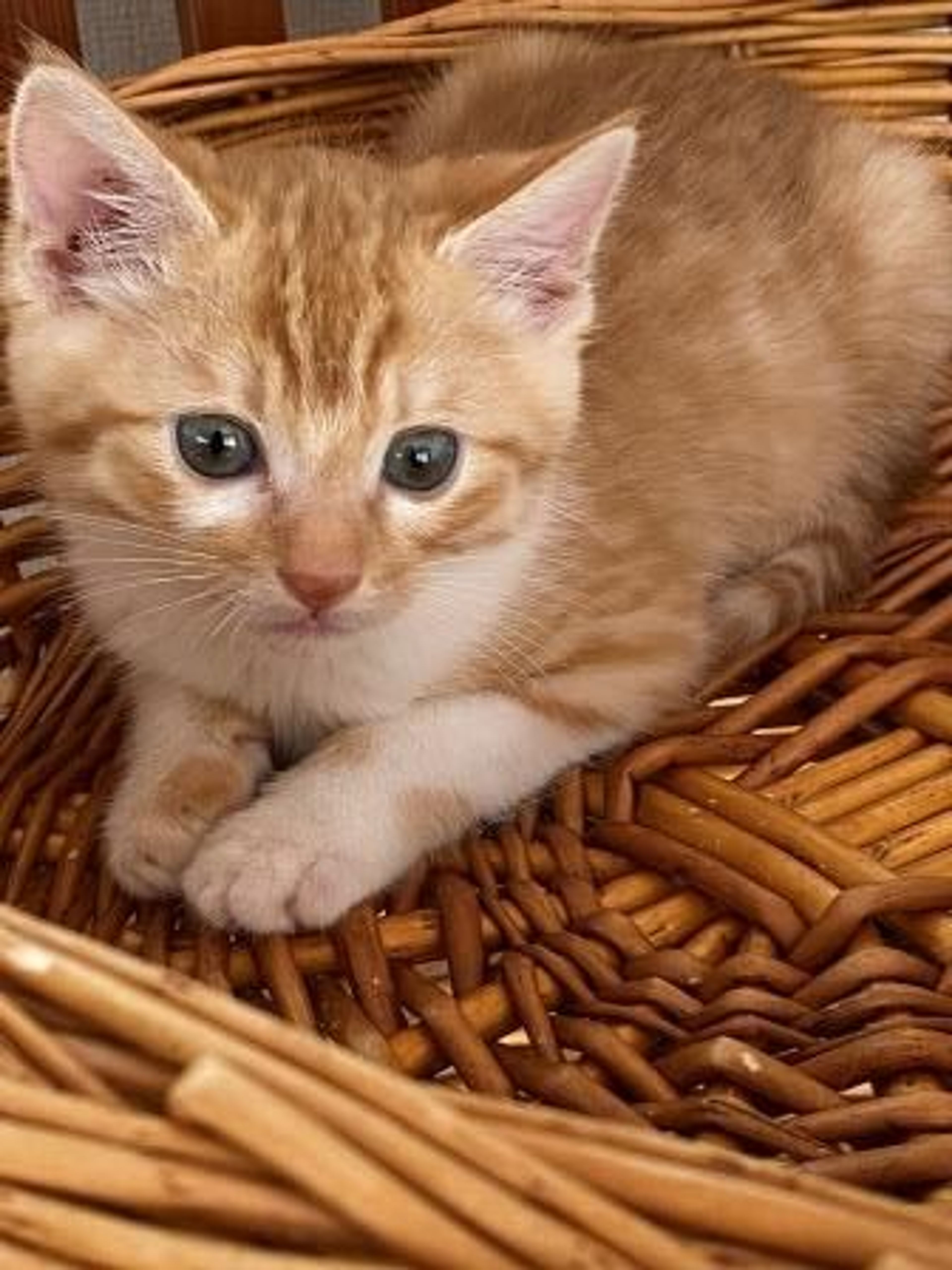 雑種（ミックス猫）・メスの里親募集の写真