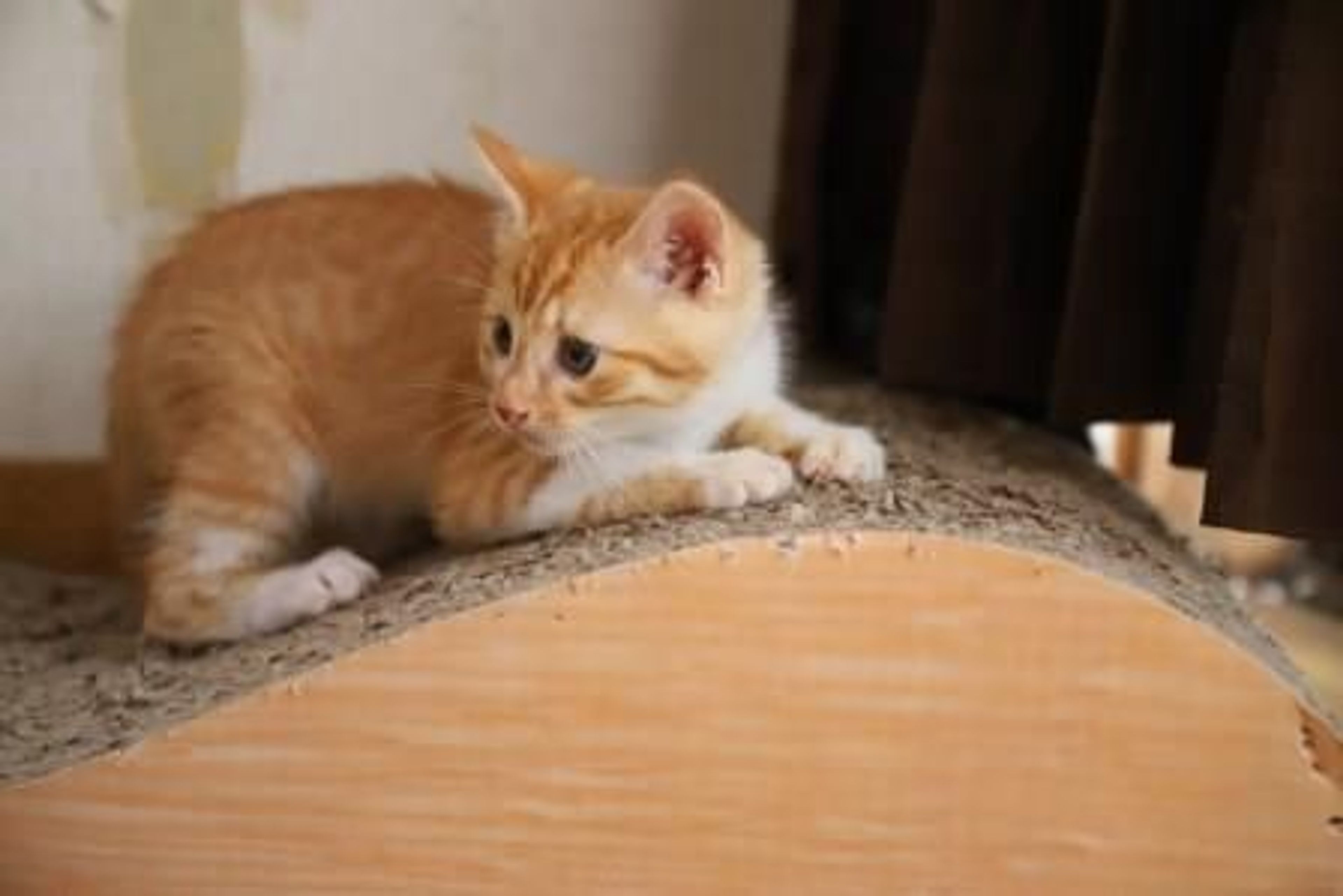 pet-image-4