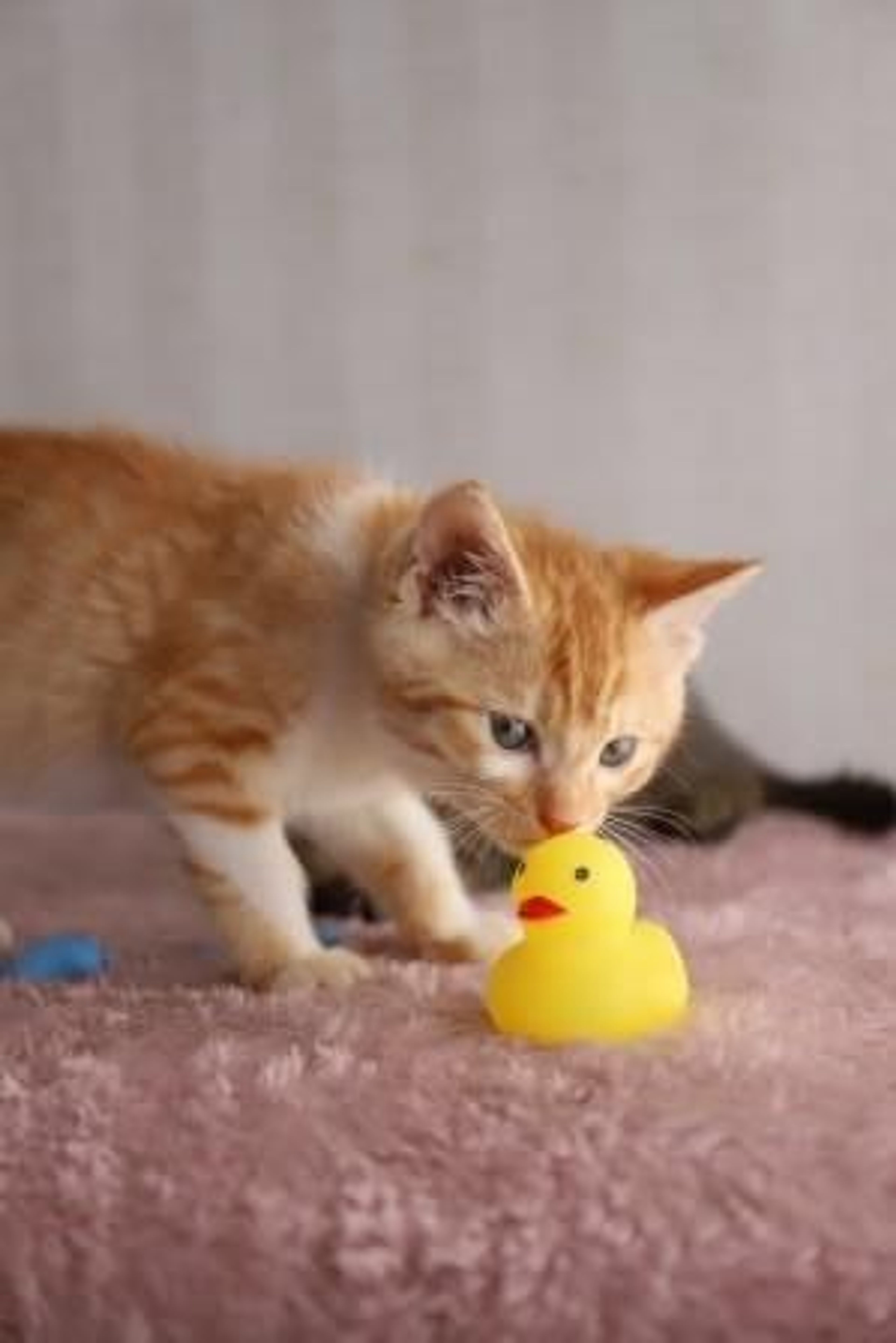 pet-image-5