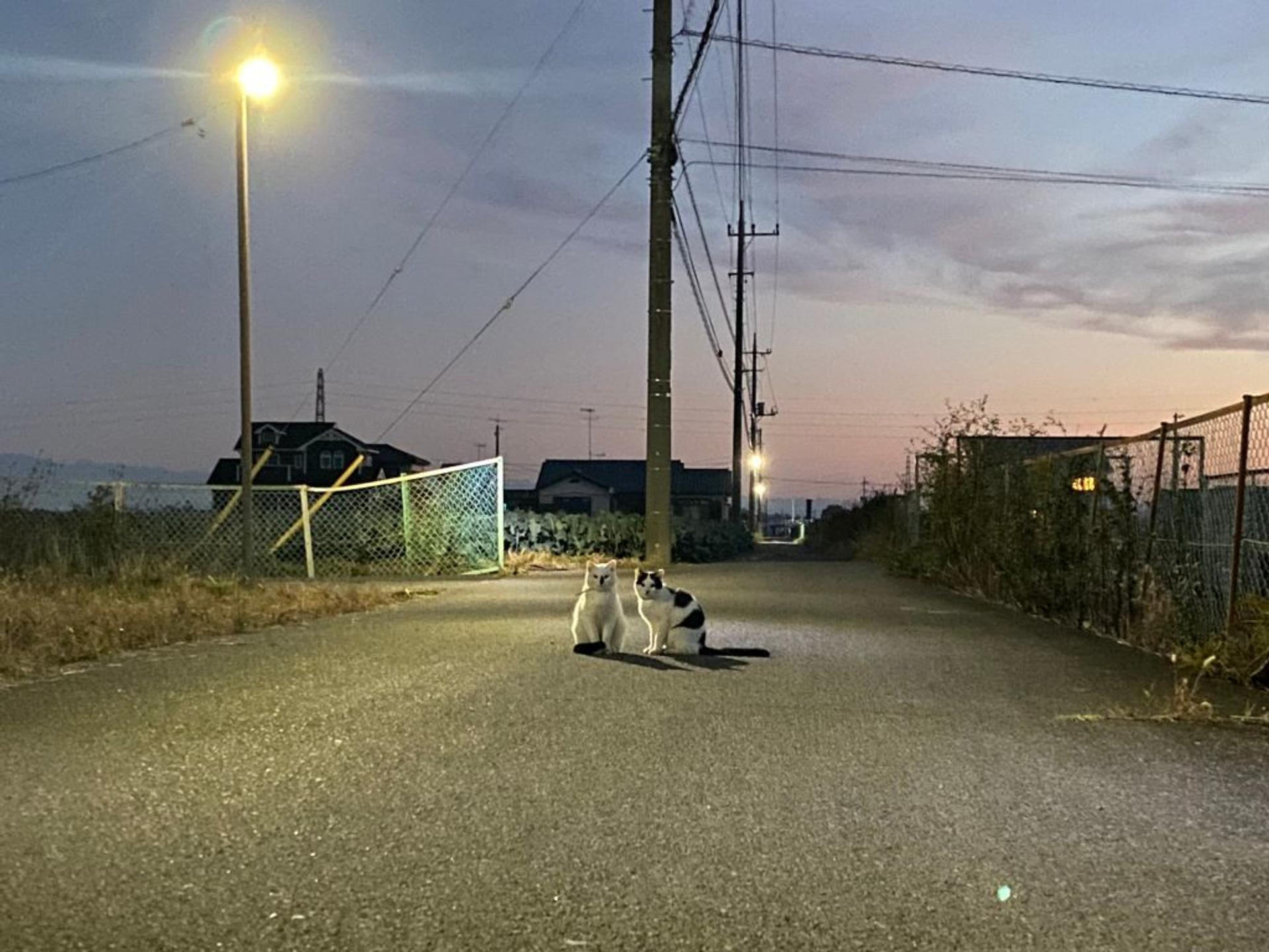 pet-image-3