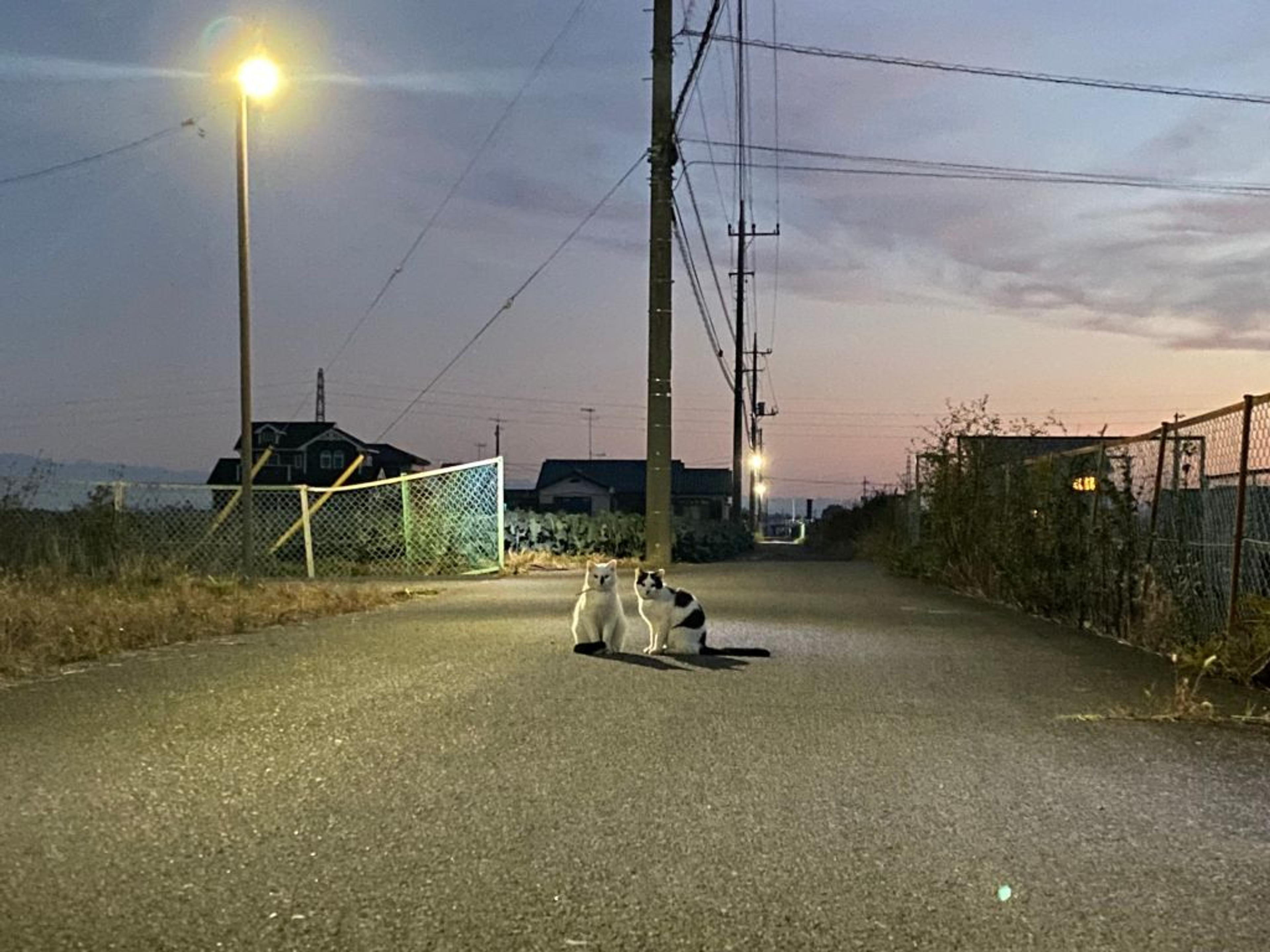 pet-image-3