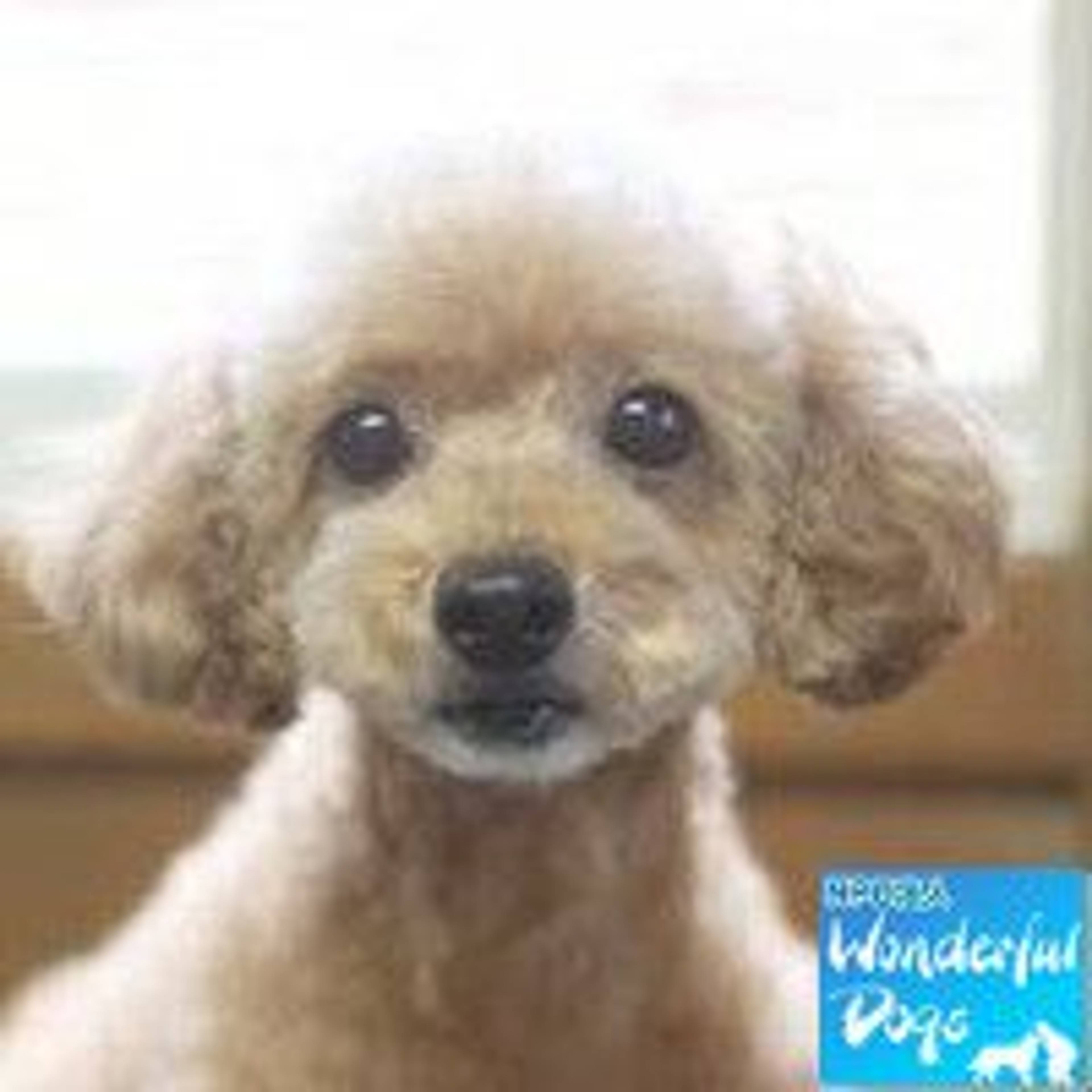トイプードル・メスの里親募集の写真