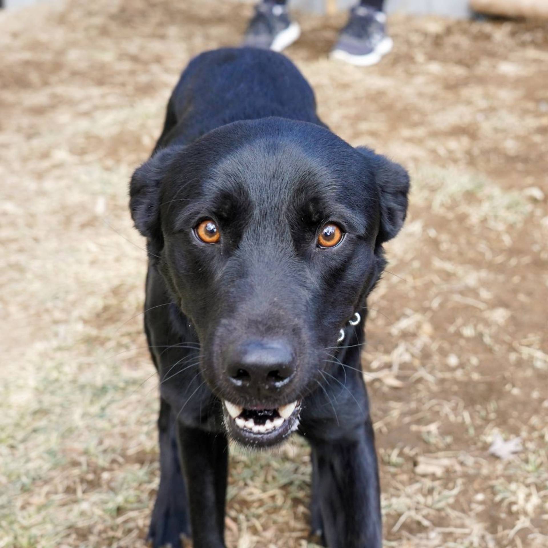 雑種（ミックス犬）・オスの里親募集の写真