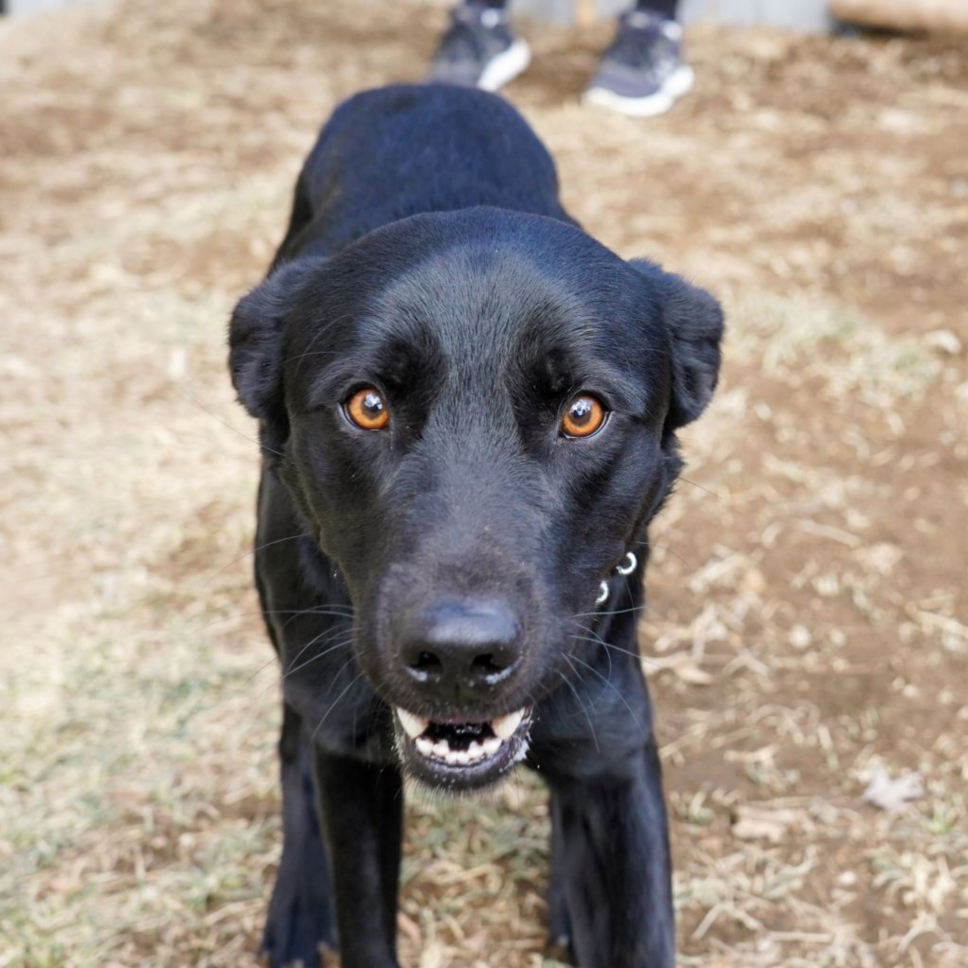 雑種（ミックス犬）・オスの里親募集の写真