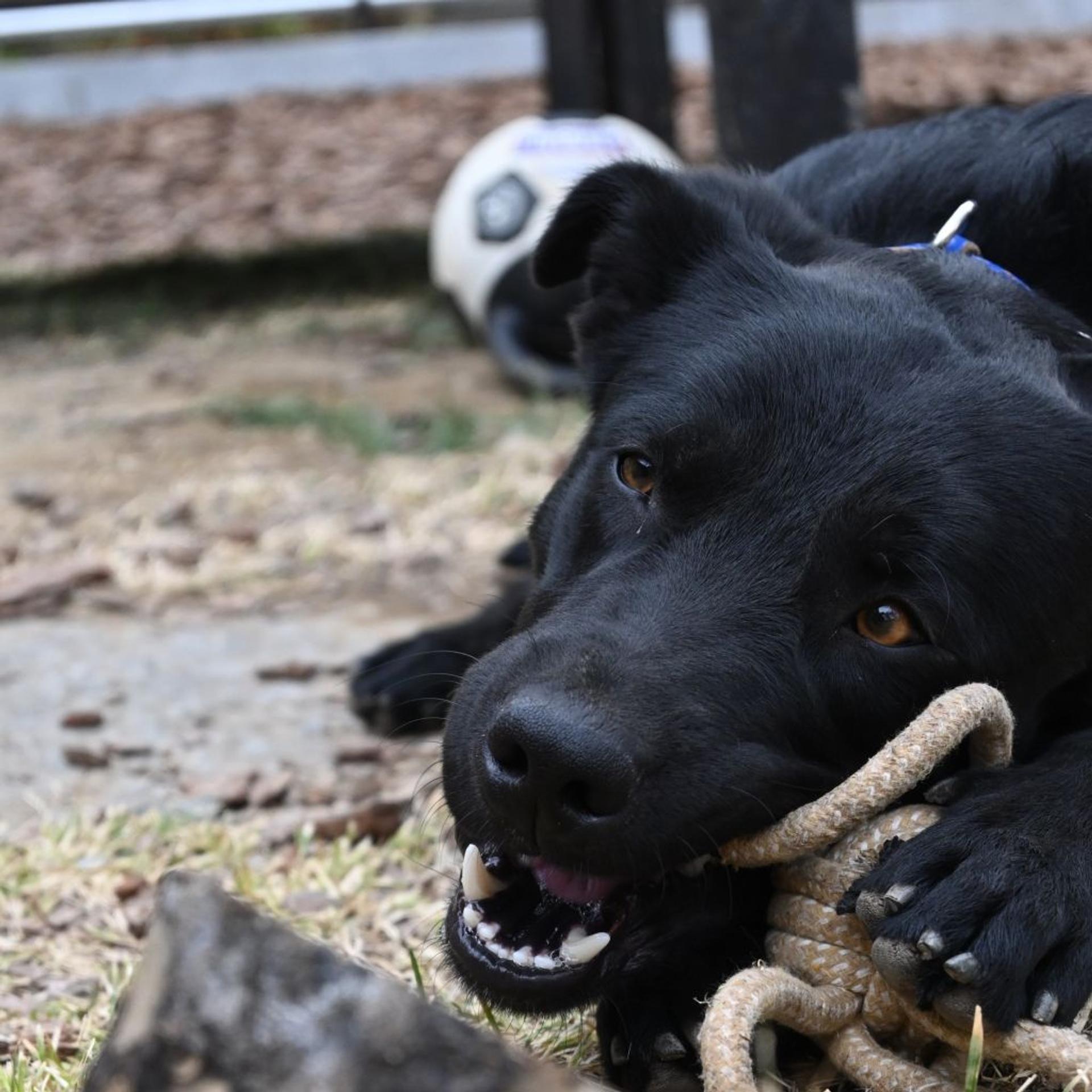 pet-image-4