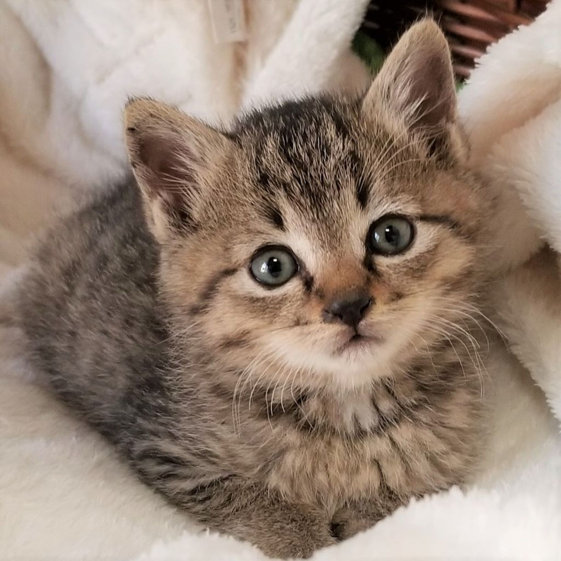 雑種（ミックス猫）・オスの里親募集の写真