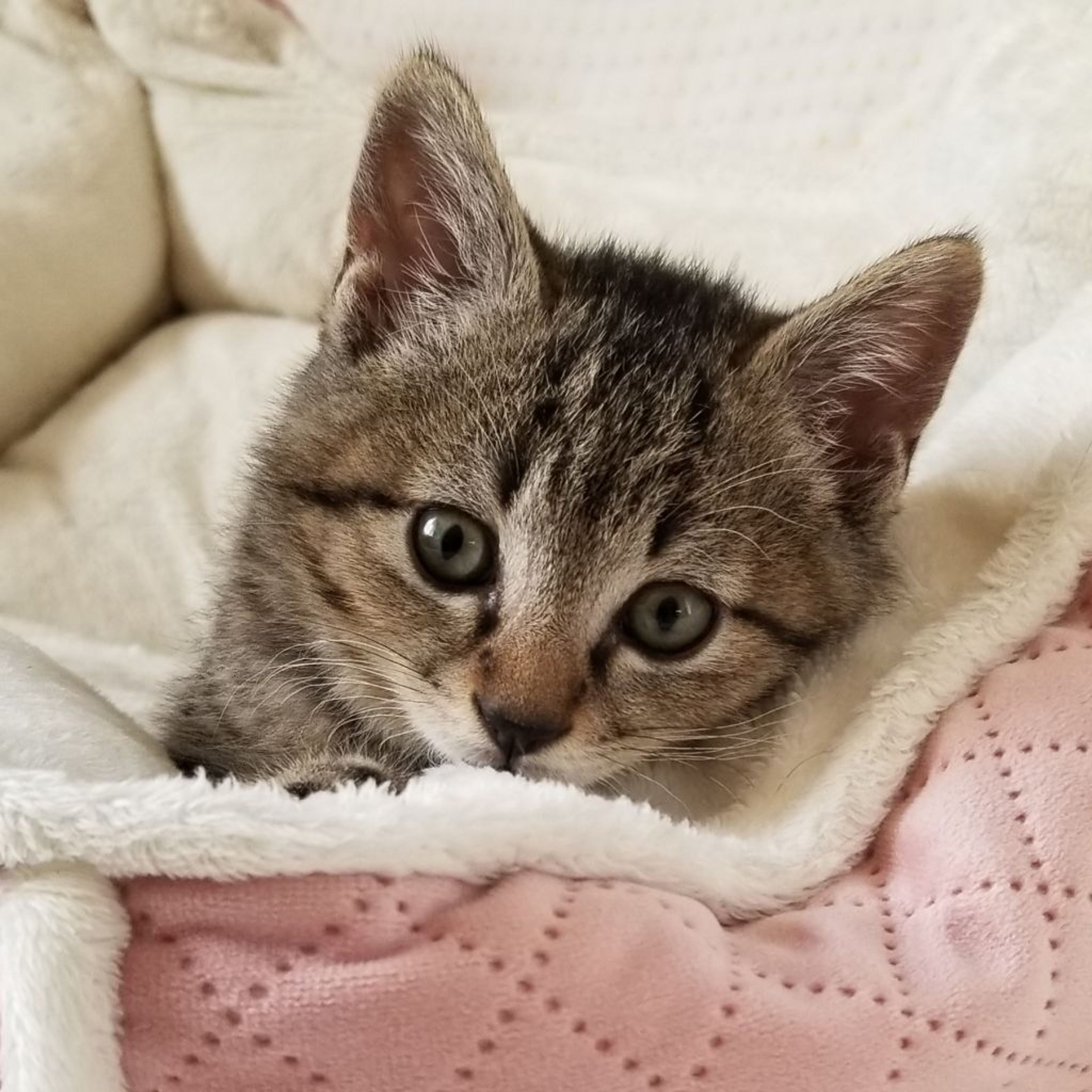 pet-image-3
