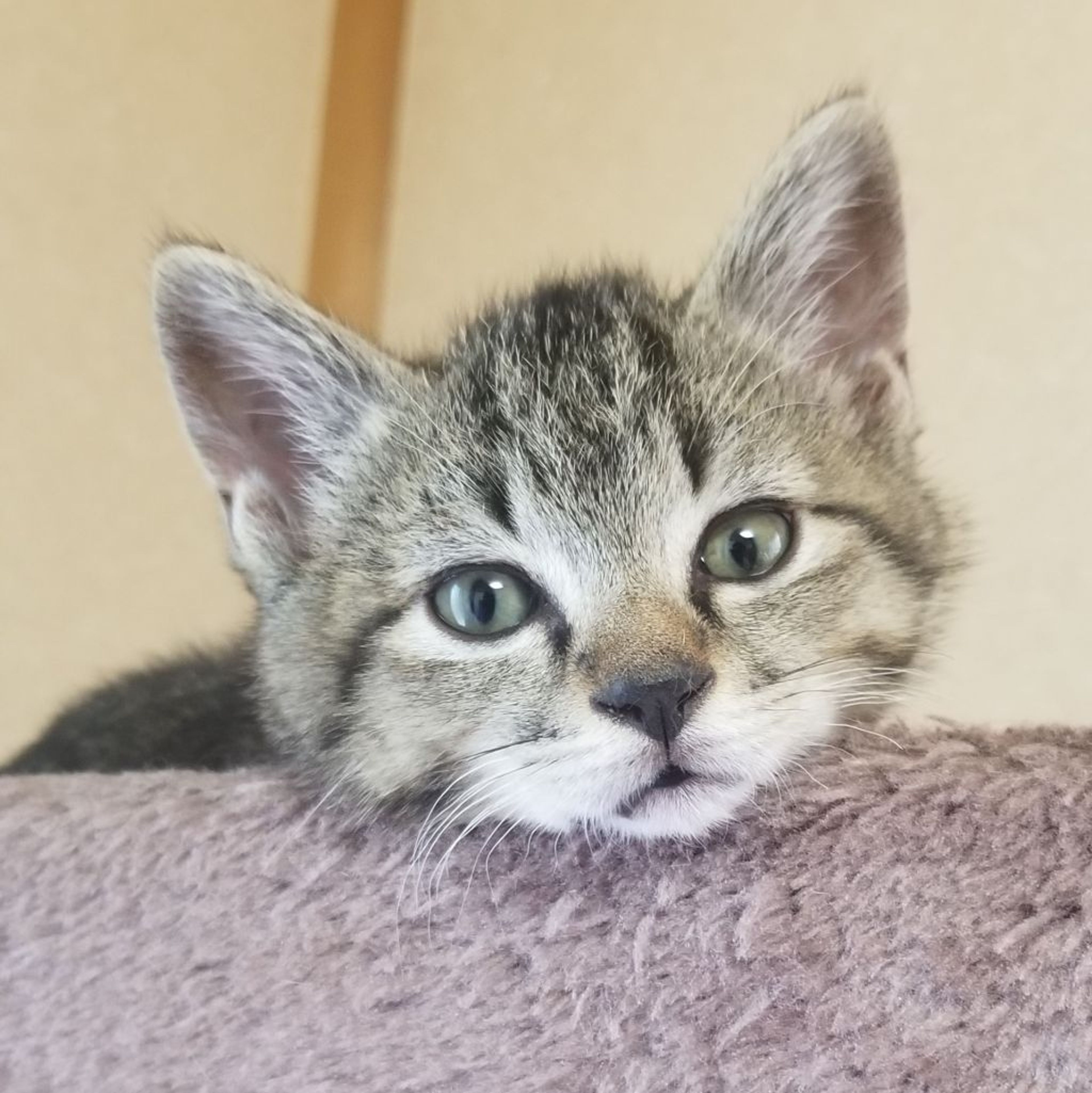 pet-image-4