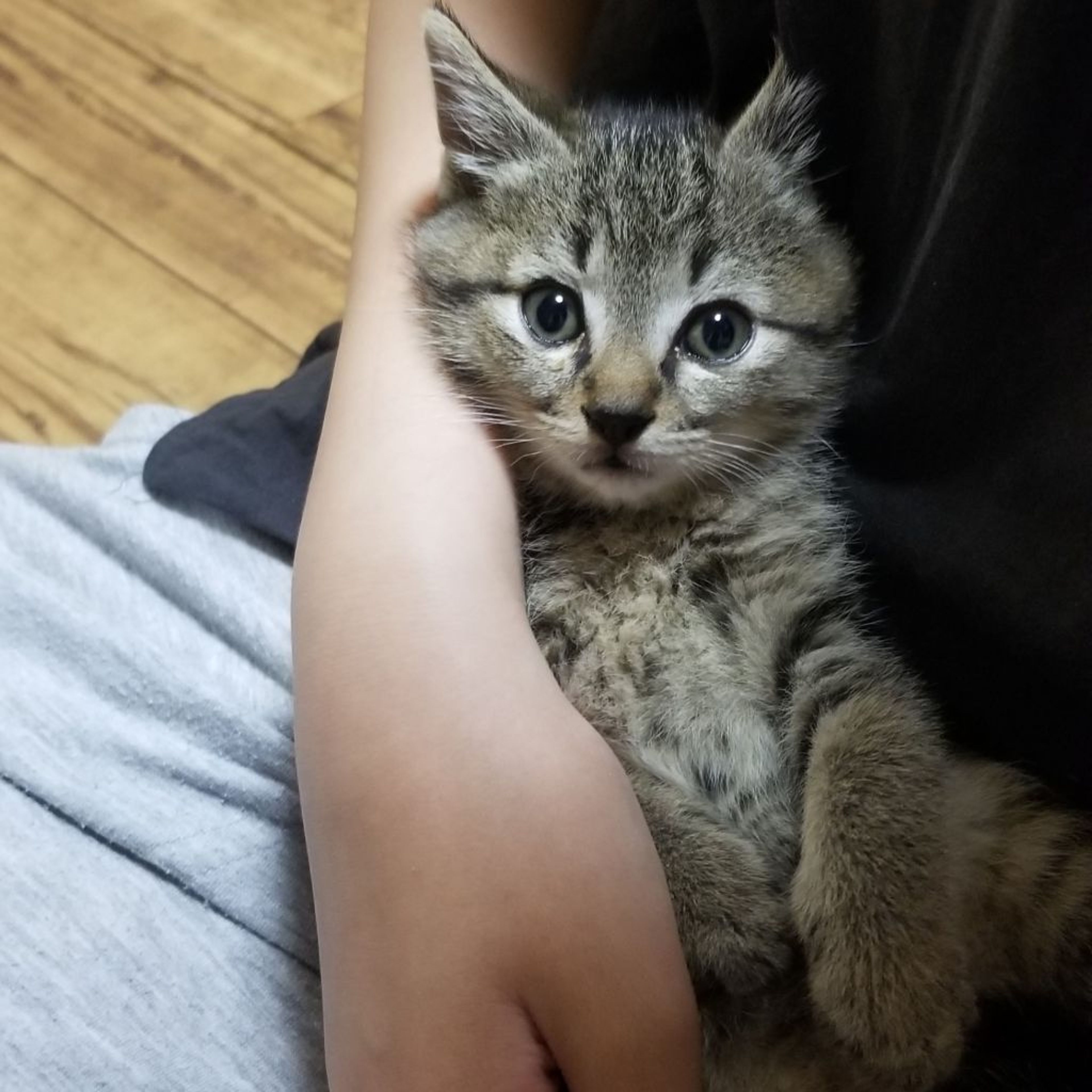 pet-image-5