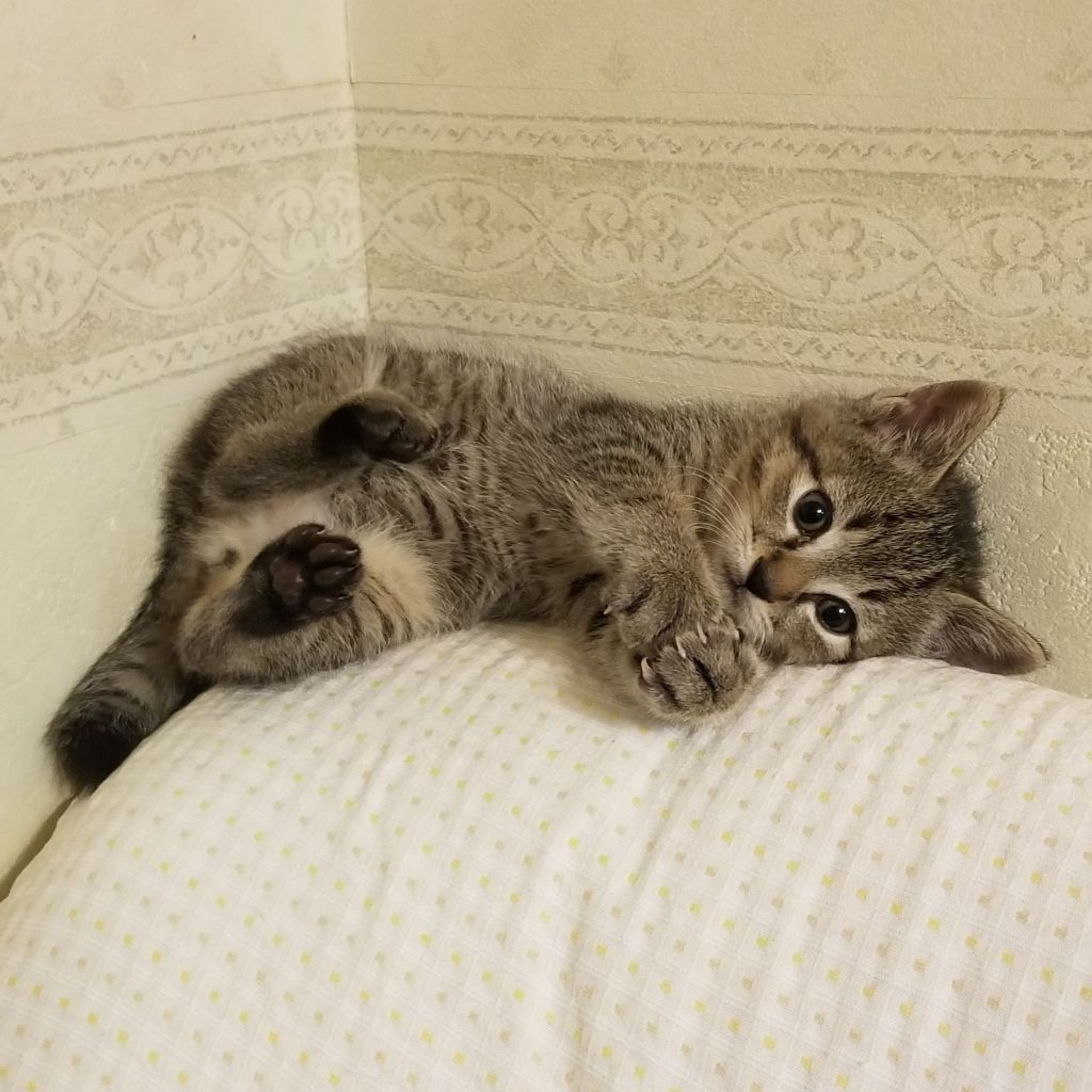 pet-image-6