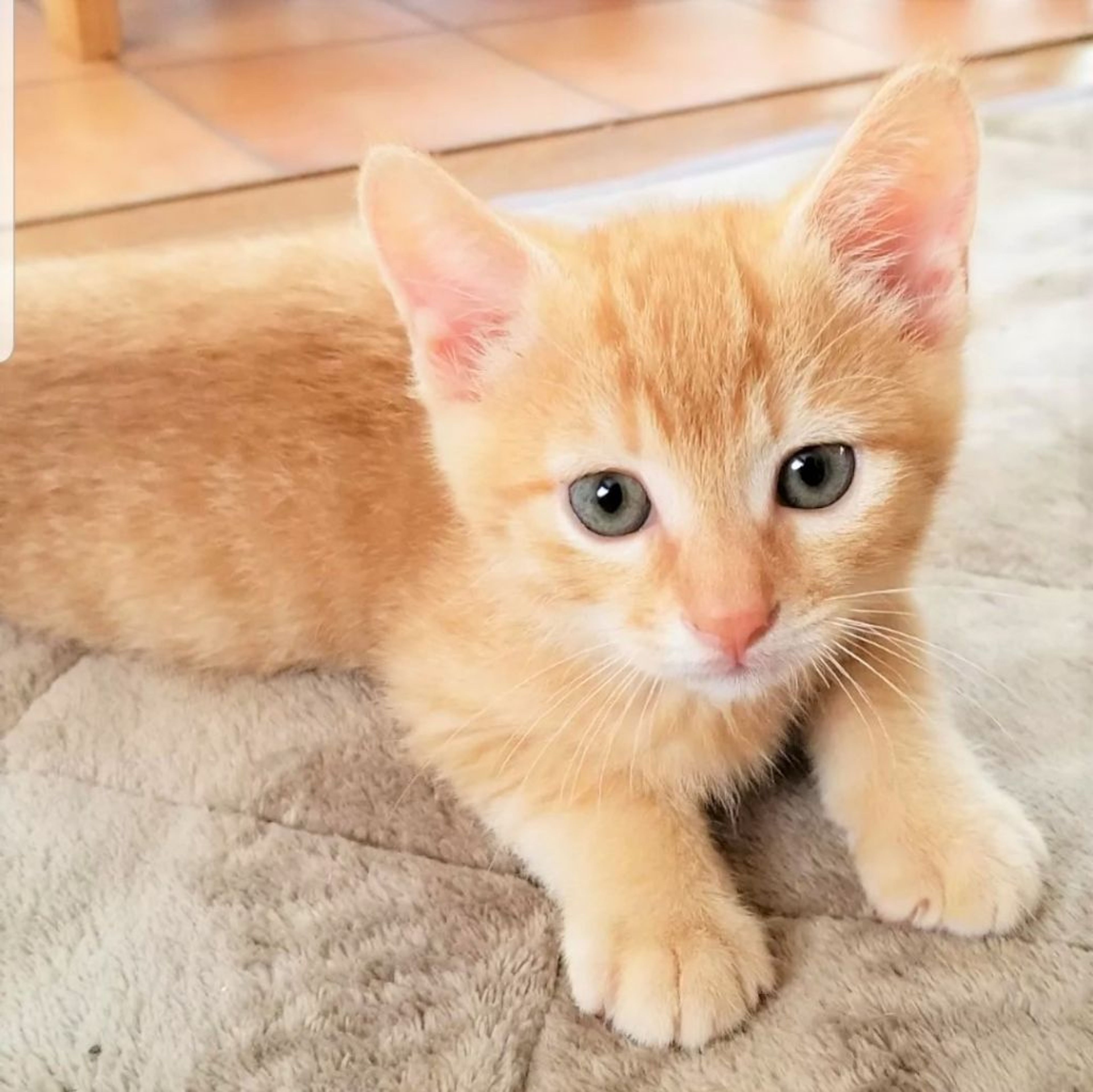 雑種（ミックス猫）・オスの里親募集の写真