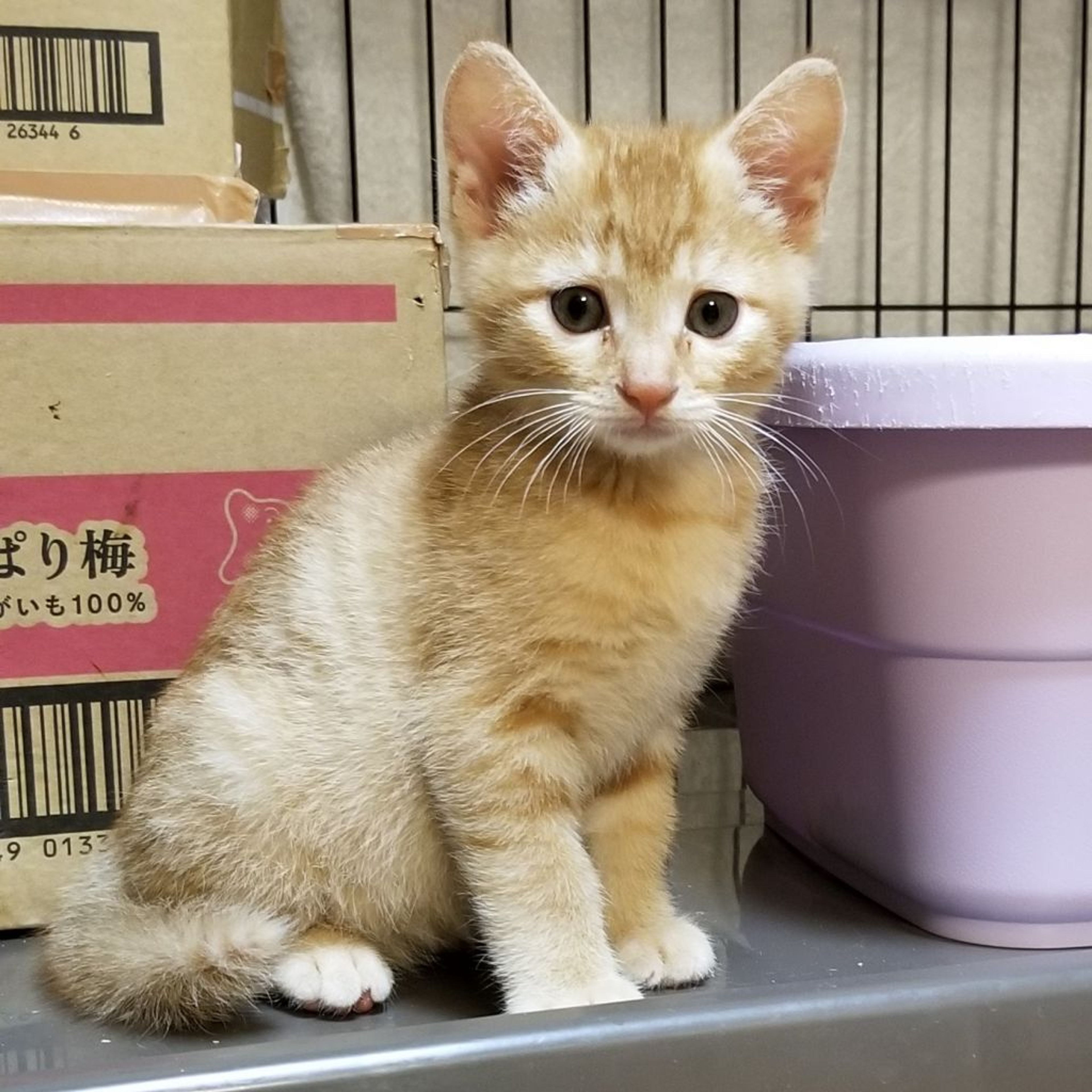 pet-image-2