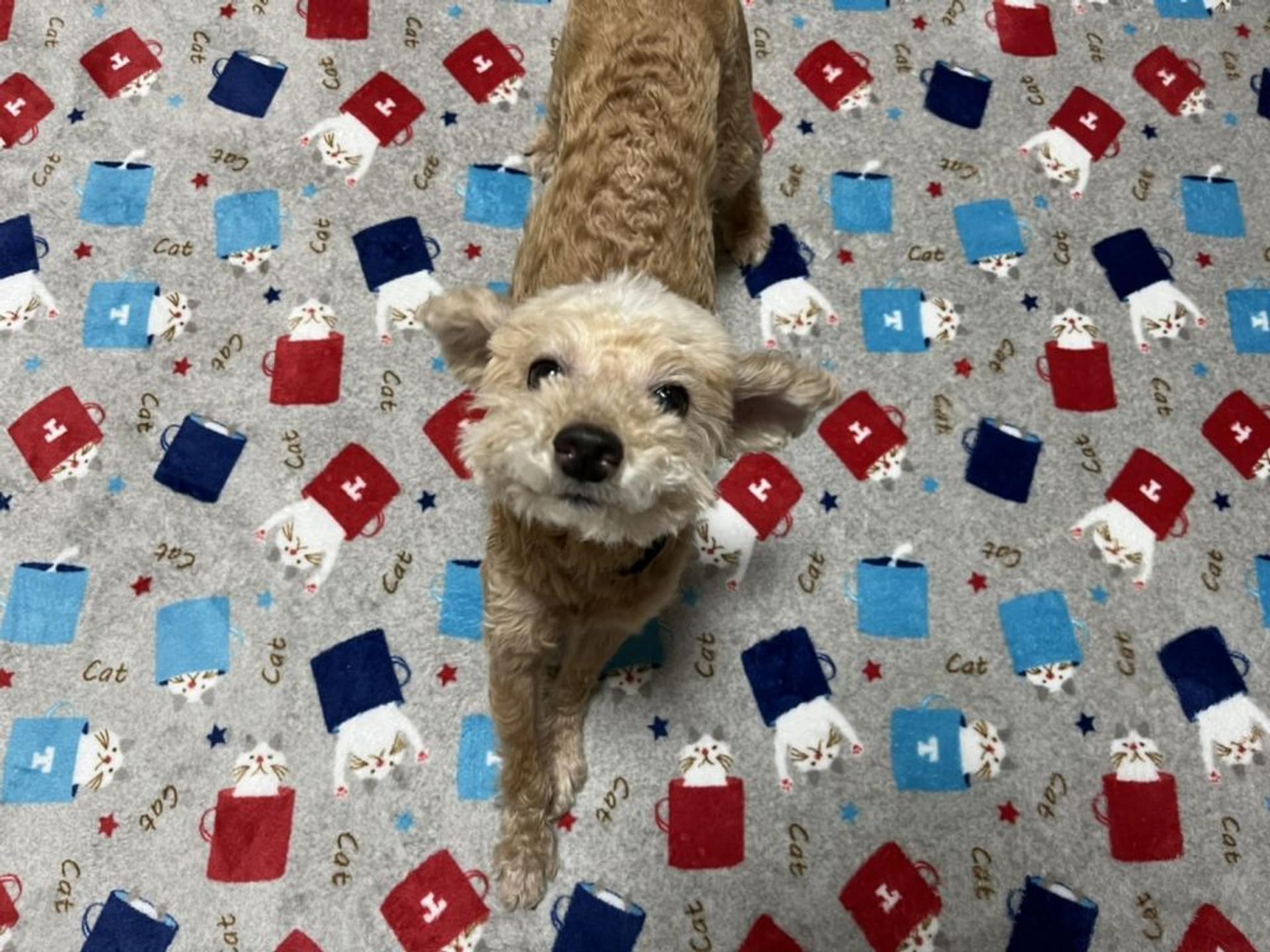 pet-image-3