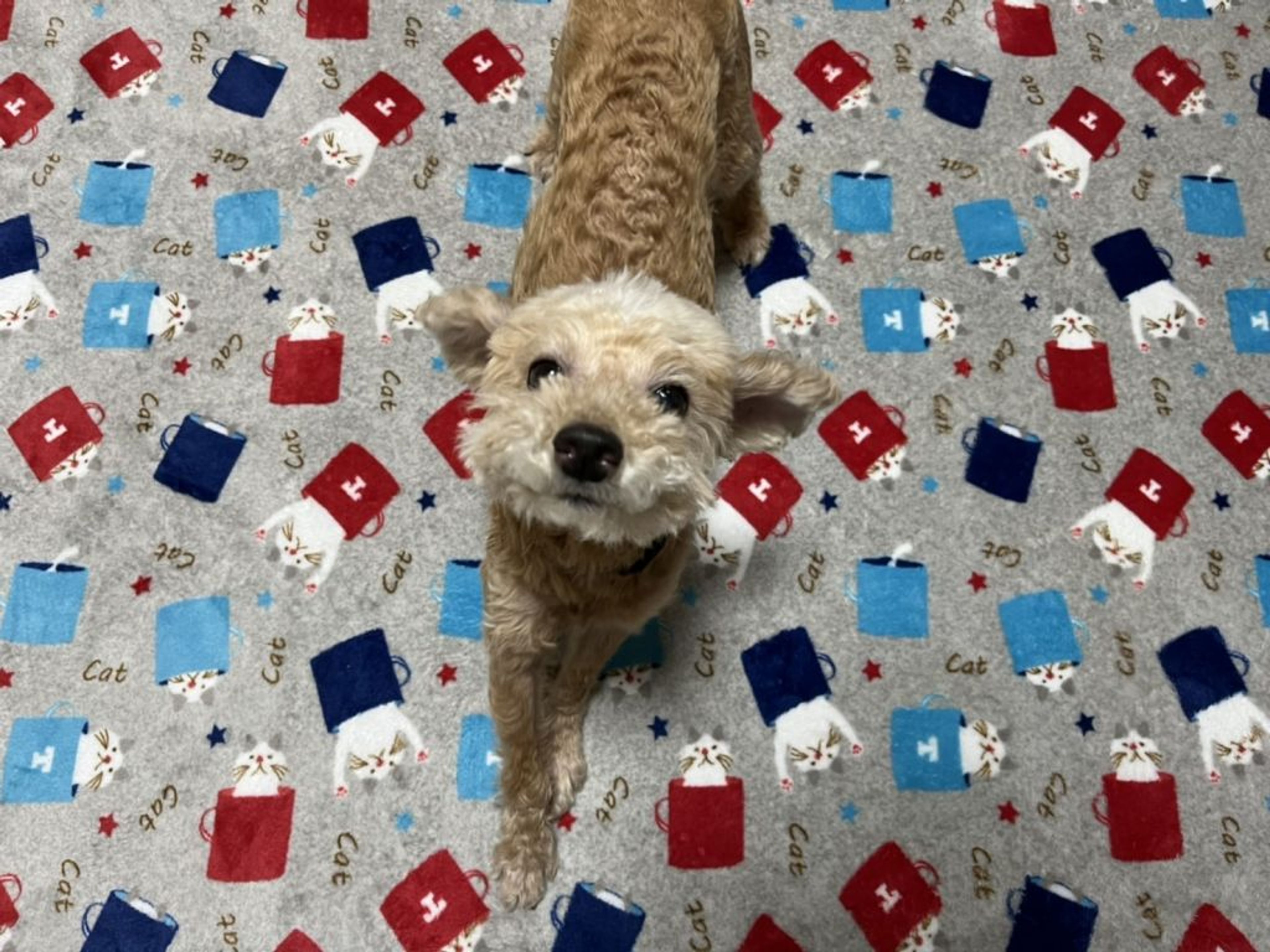 pet-image-3