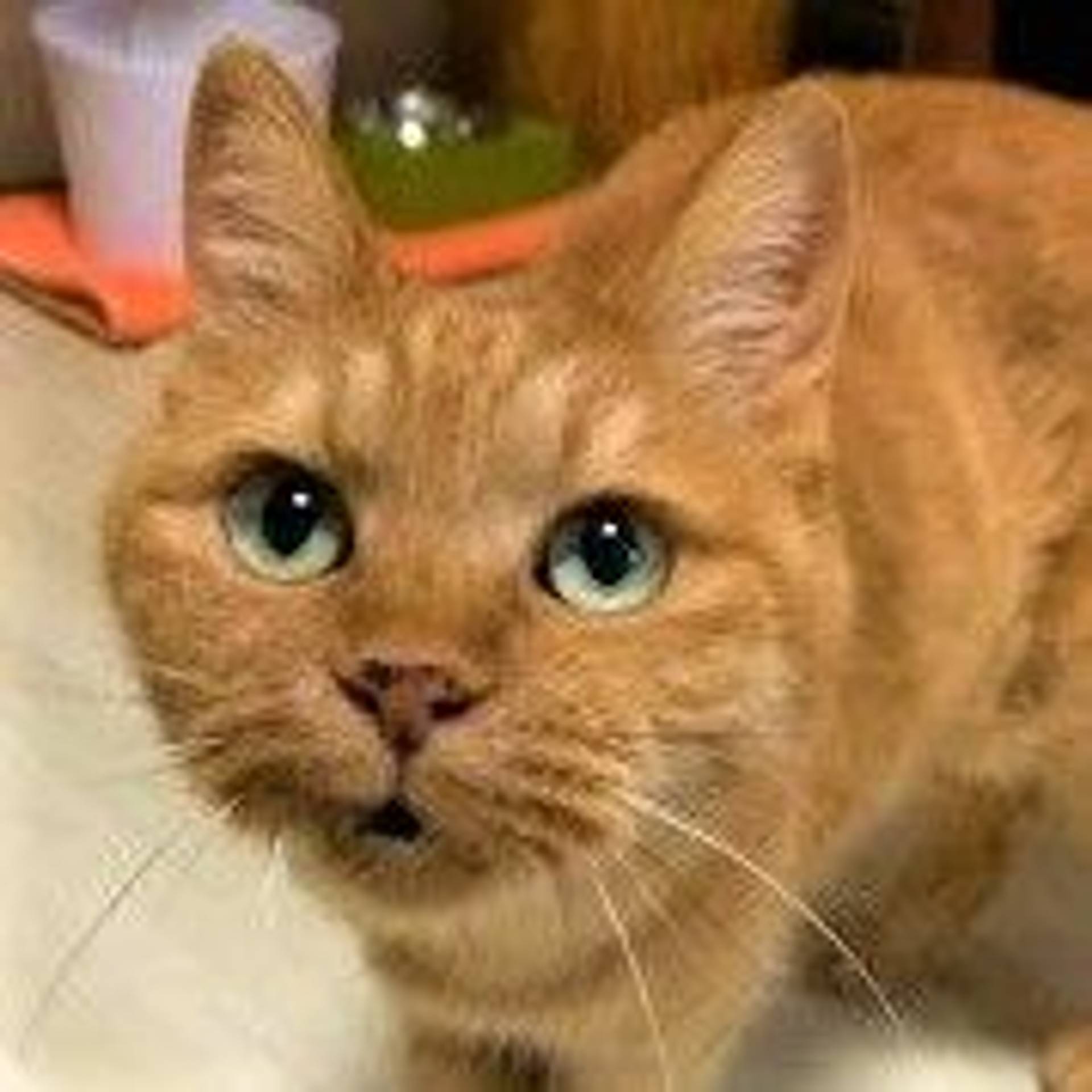 雑種（ミックス猫）・メスの里親募集の写真
