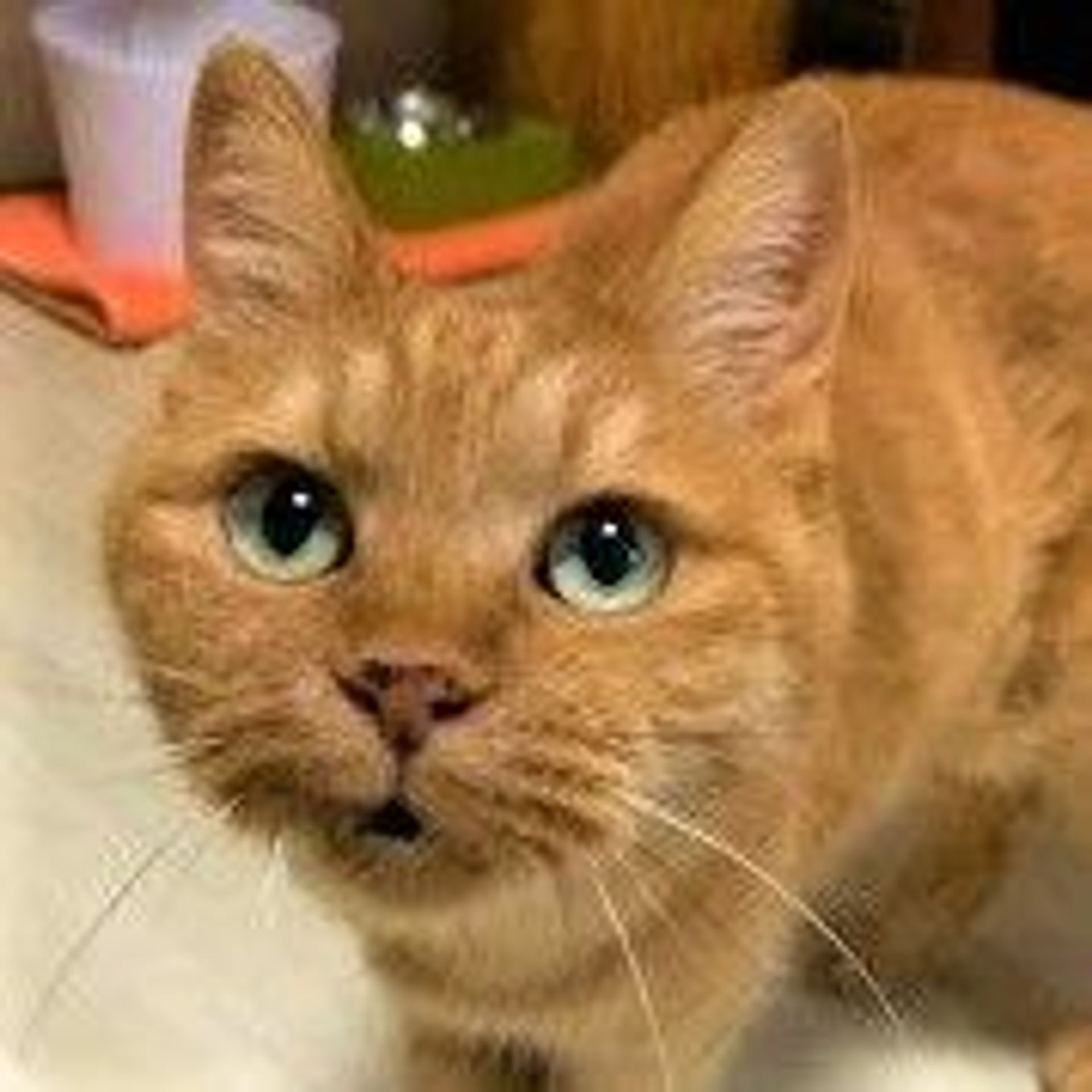 雑種（ミックス猫）・メスの里親募集の写真
