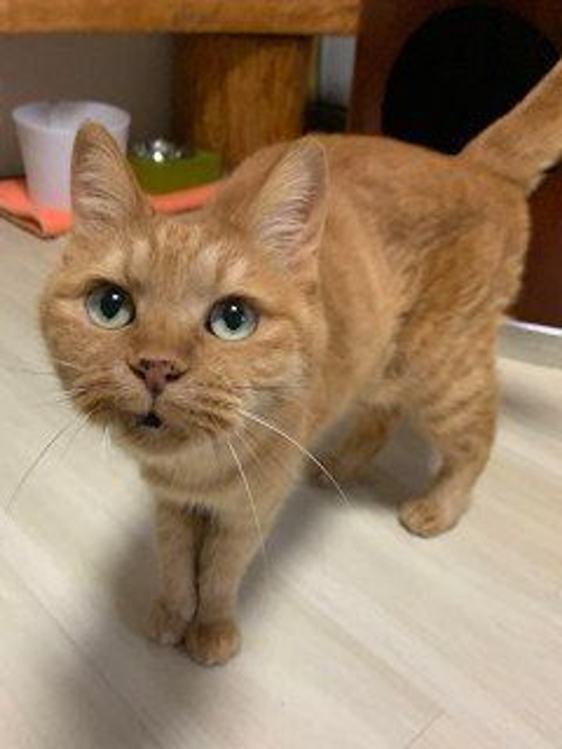 pet-image-2