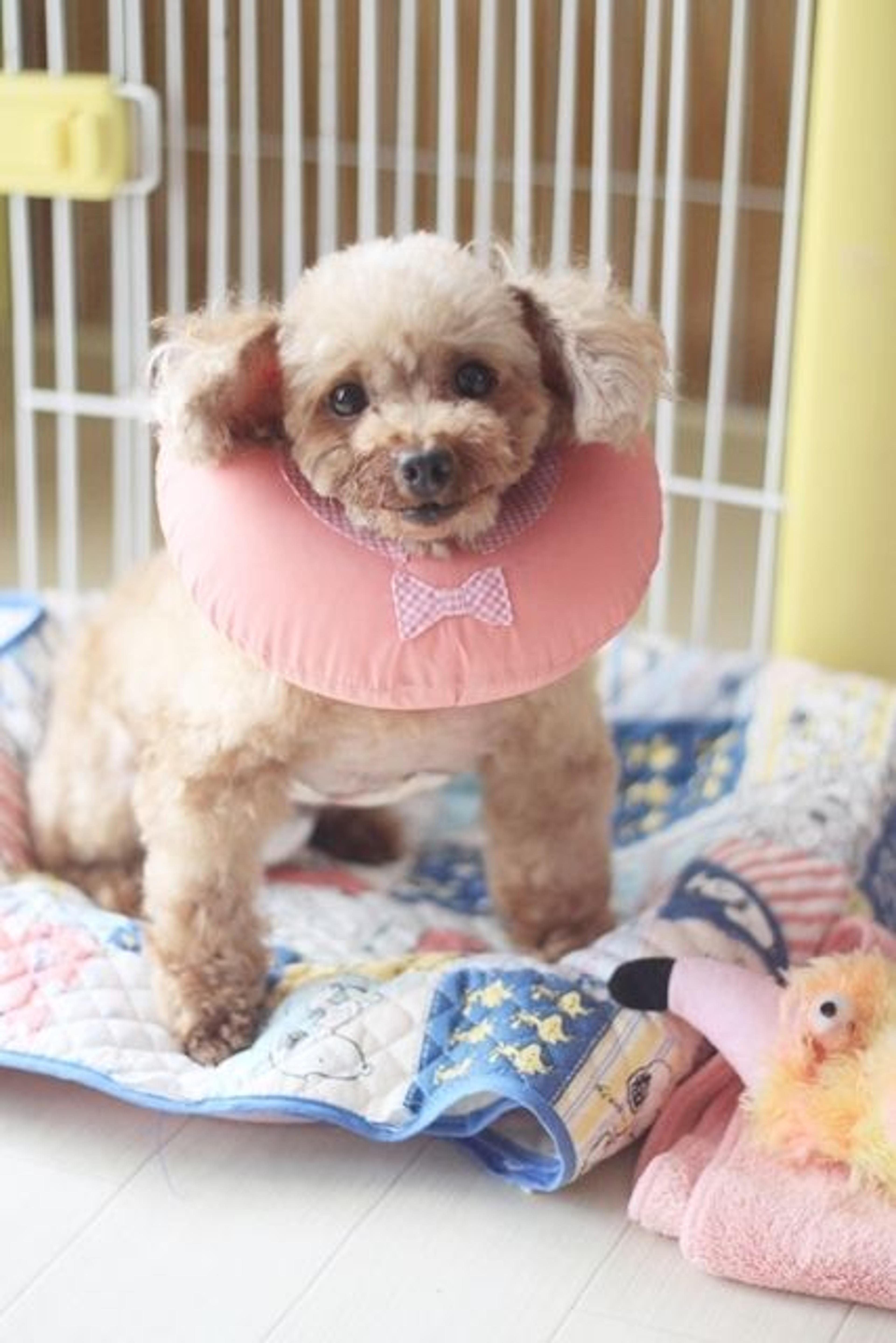 pet-image-2
