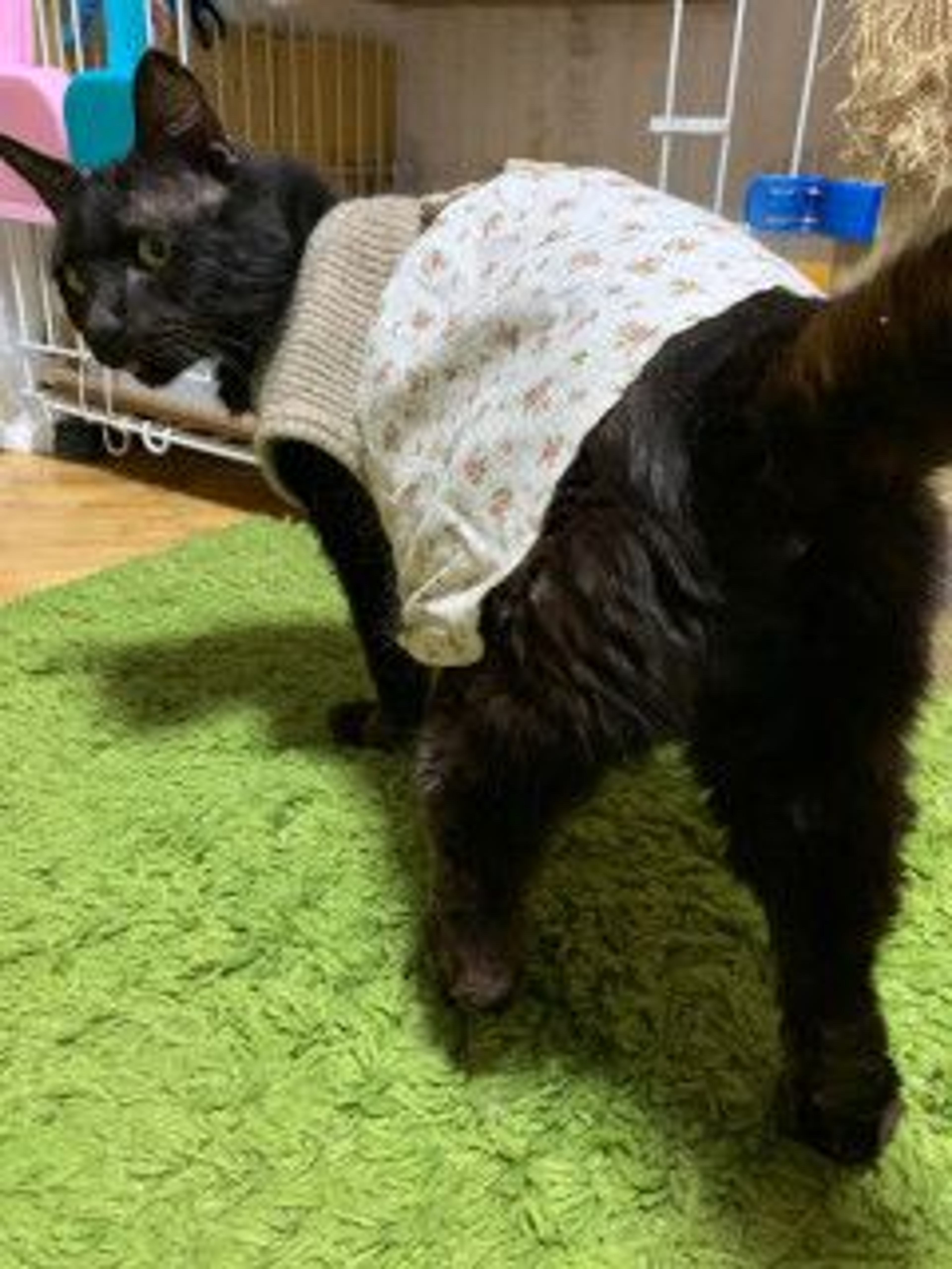 image-7