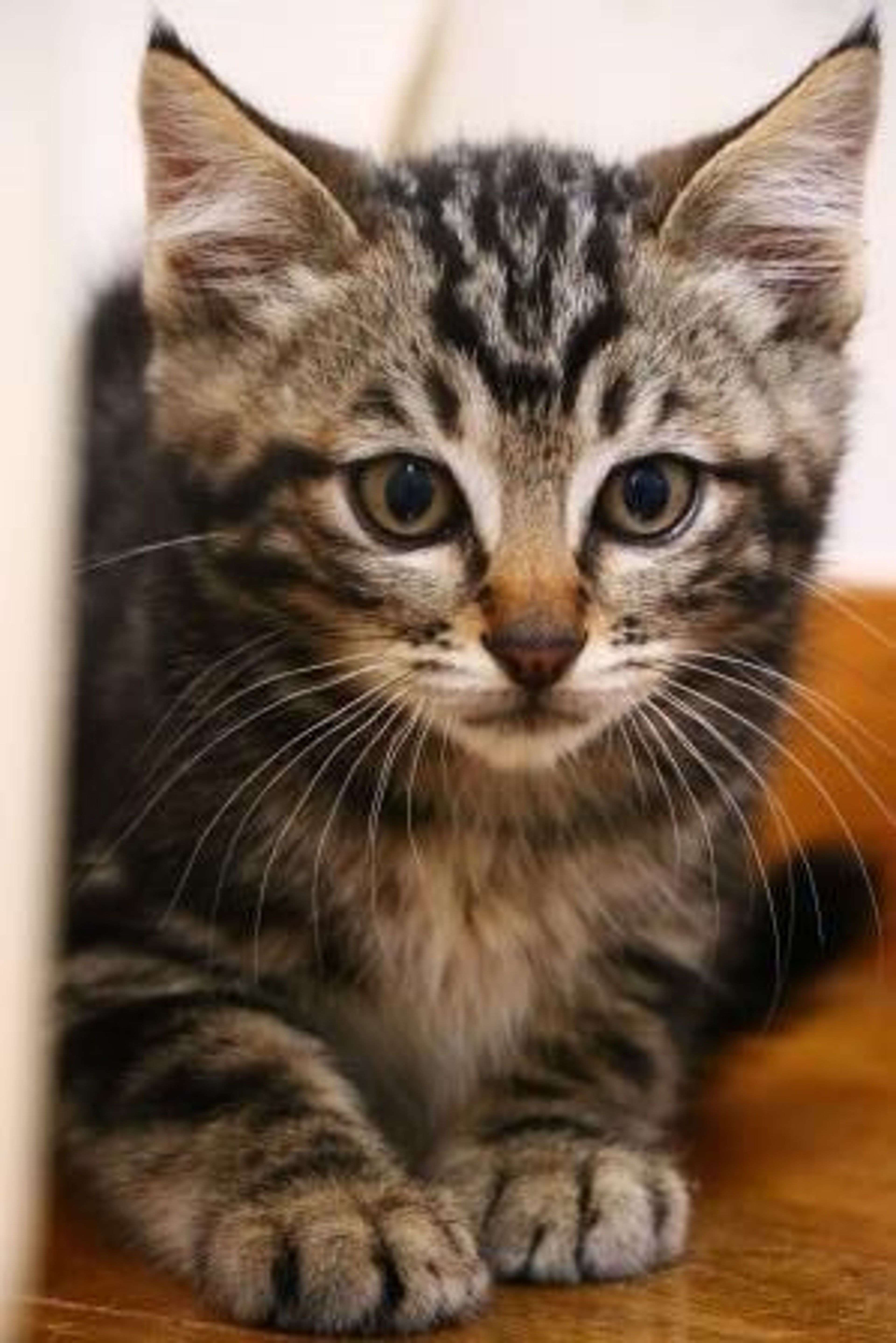 雑種（ミックス猫）・オスの里親募集の写真