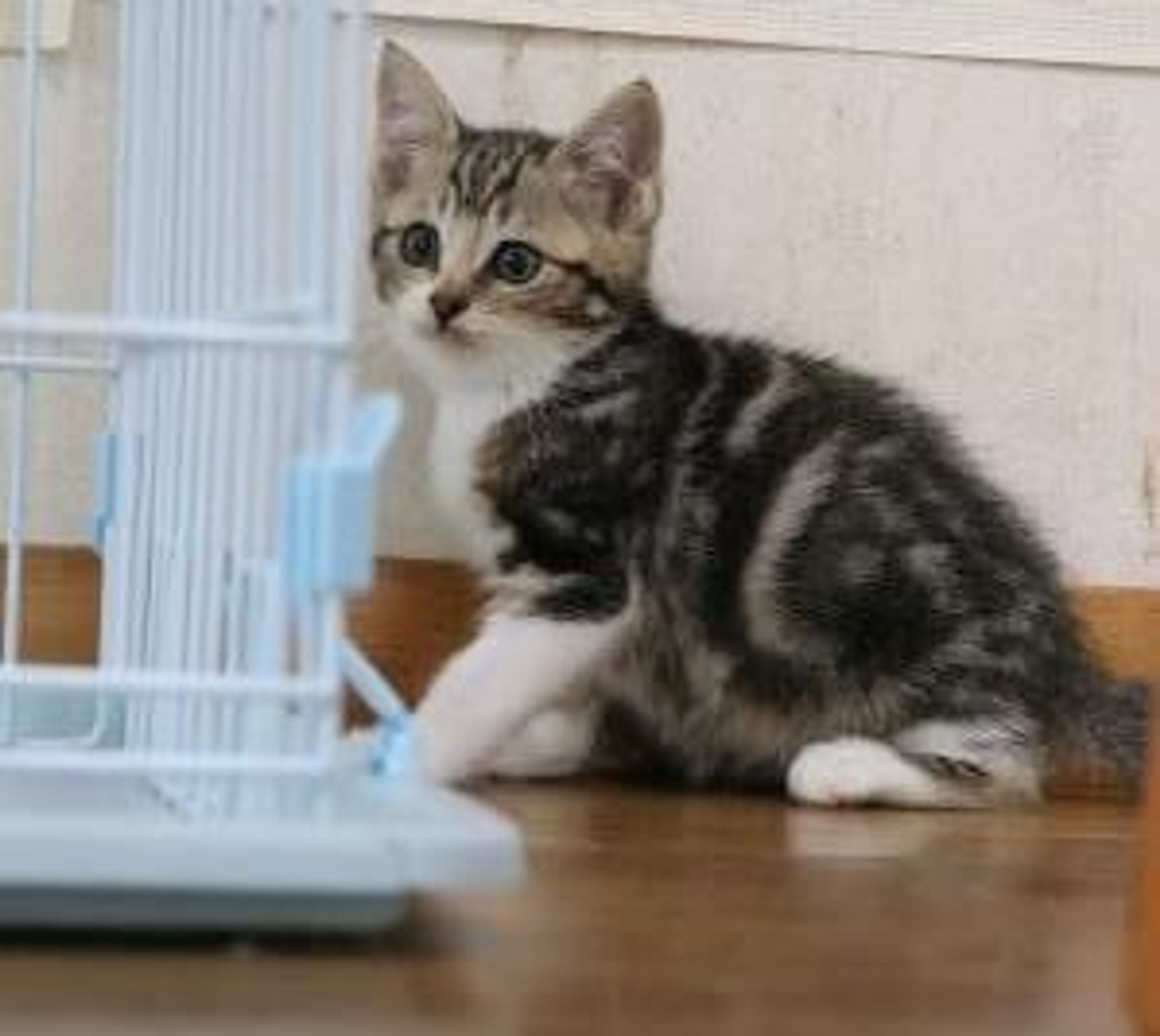 pet-image-4